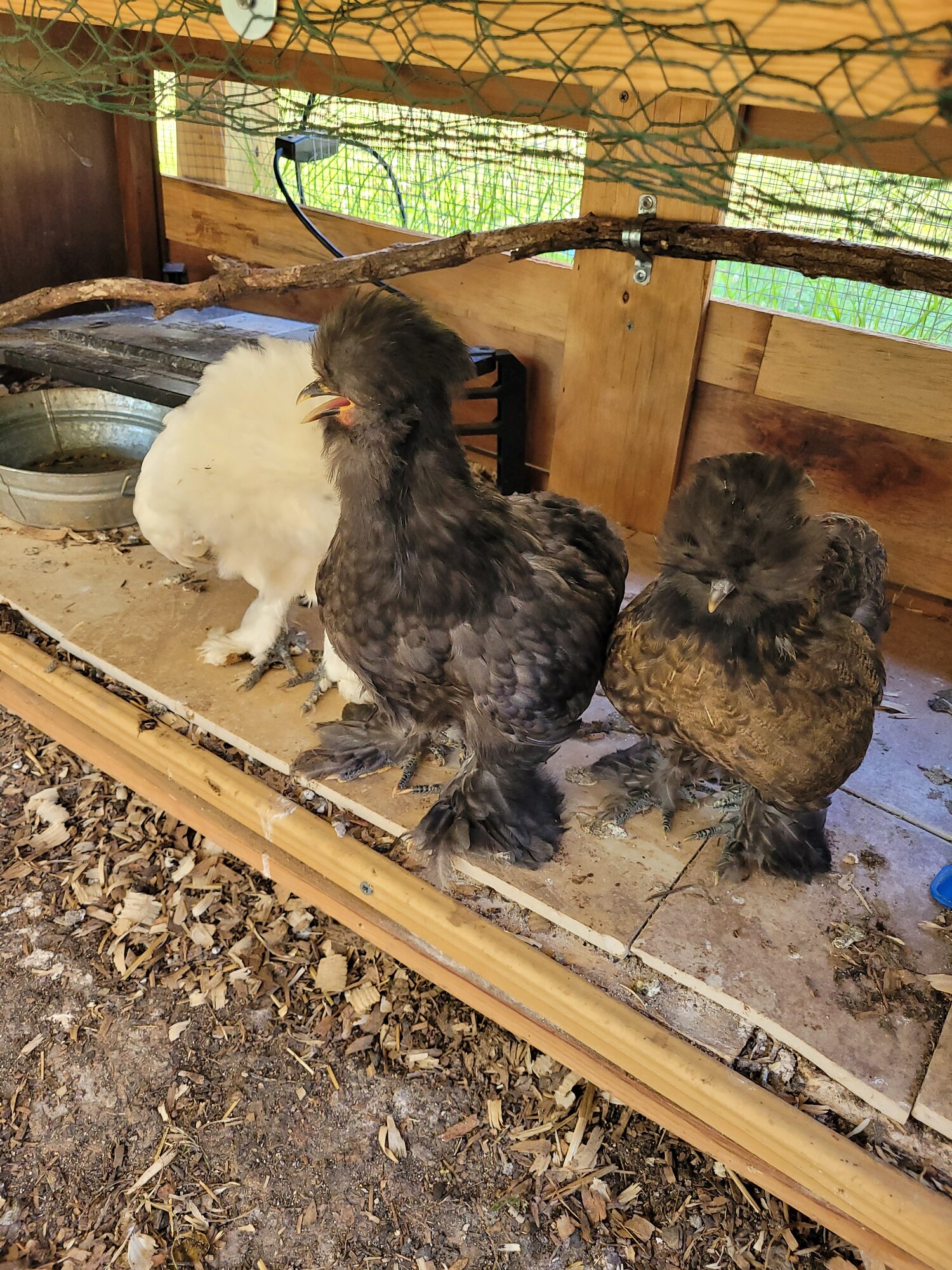 Daisy,  Bluey,  Lizzie hatch ⁴ 2022