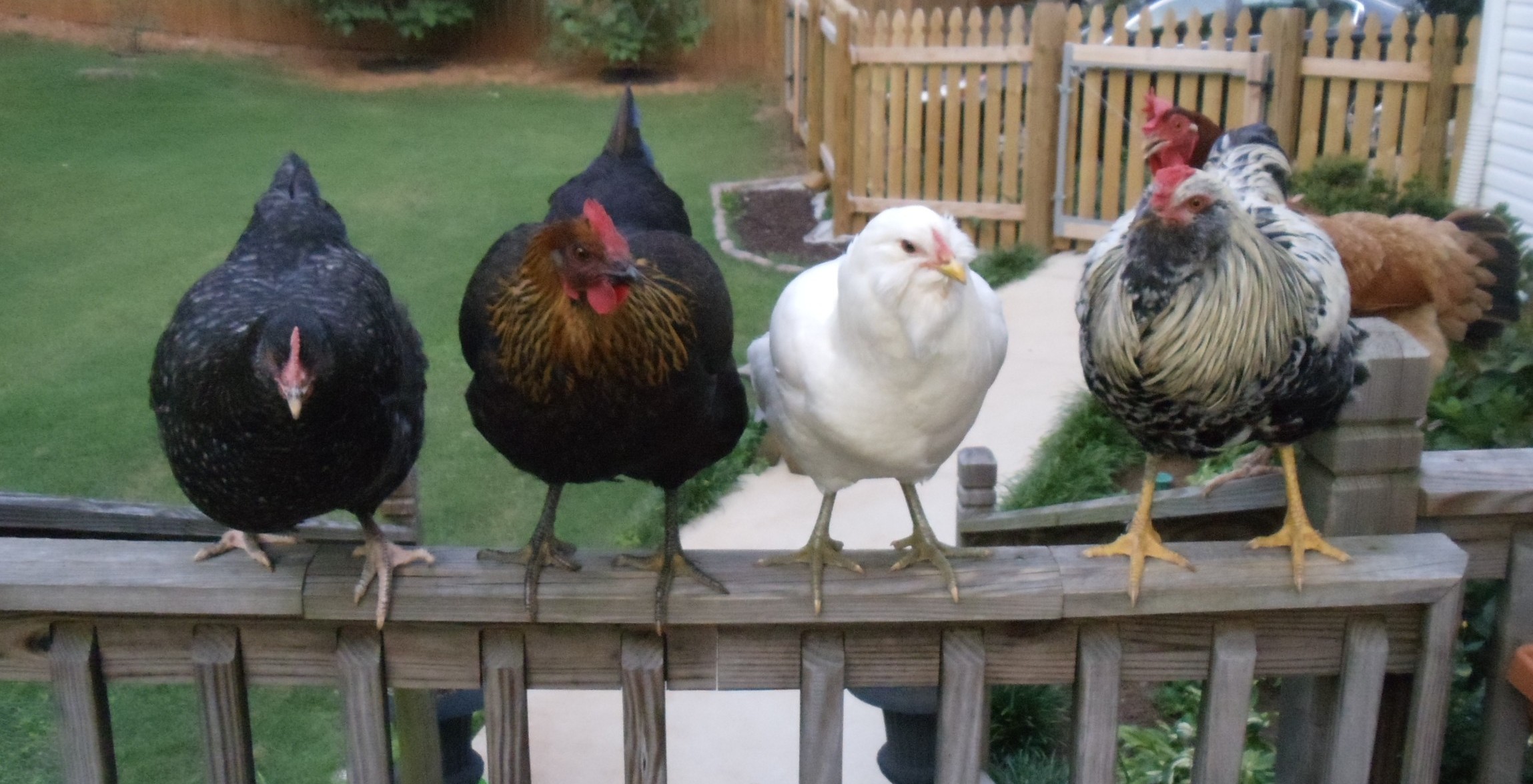 Daisy, Cappy, Alice, and Olivander