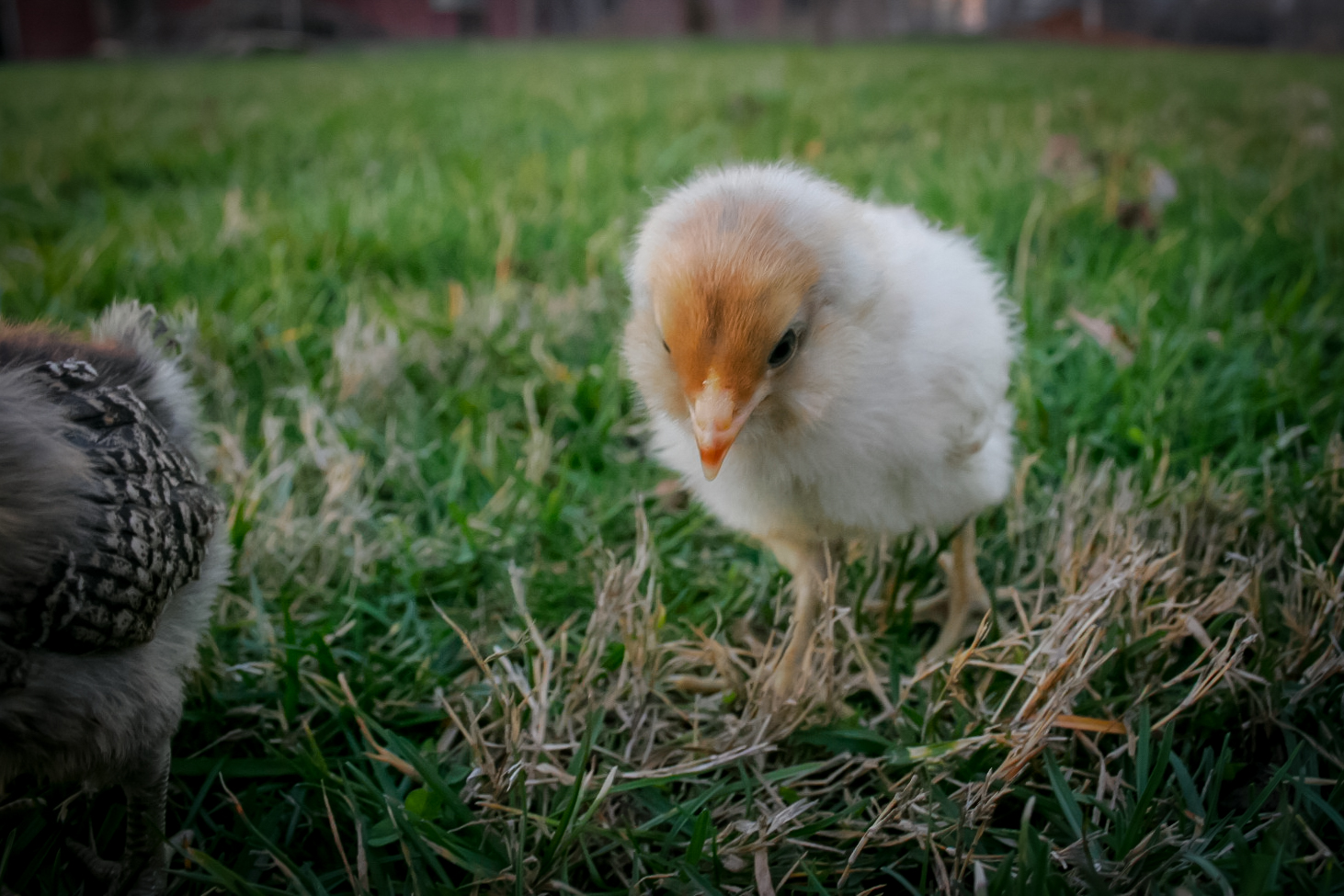 Daisy checking out the grass (10 days old)
