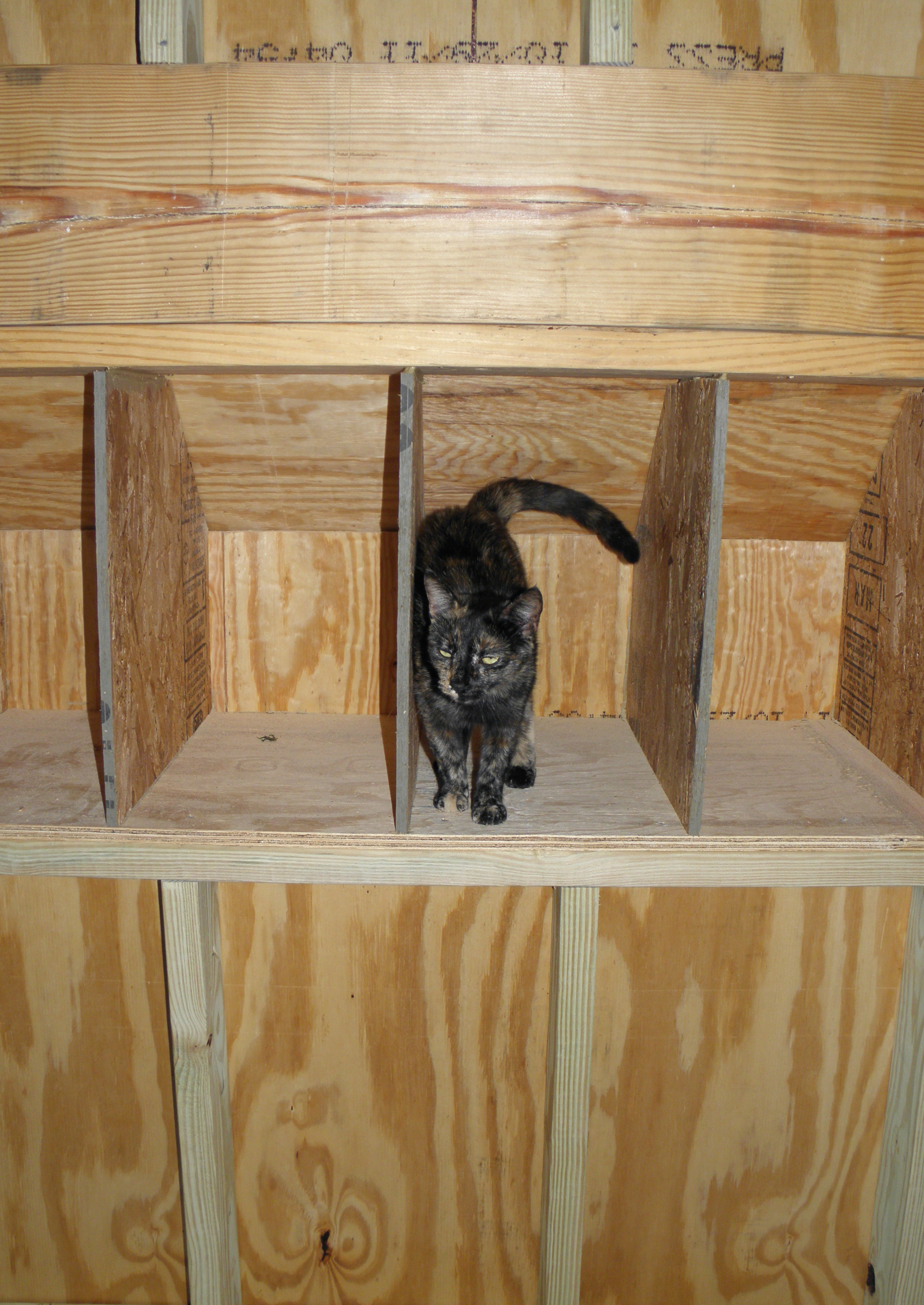Daisy checking out the nesting boxex.