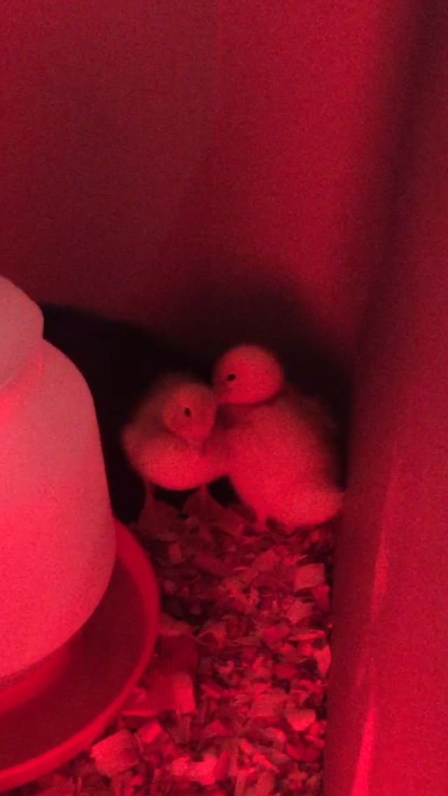 Daisy/Daffy <3