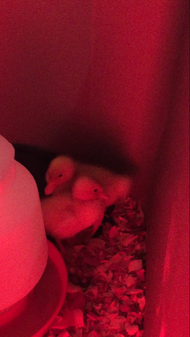 Daisy/Daffy <3
