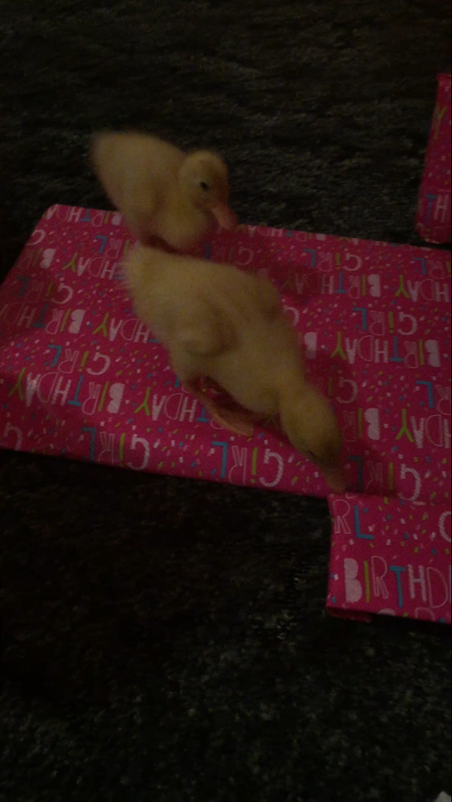 Daisy/Daffy <3