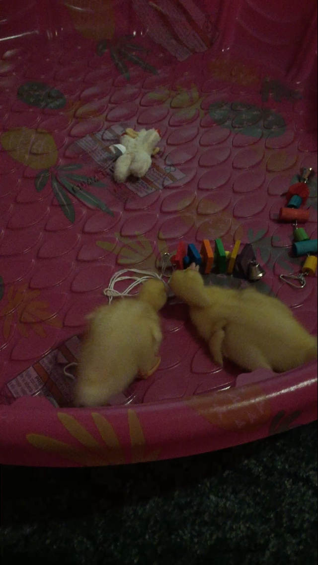 Daisy/Daffy <3