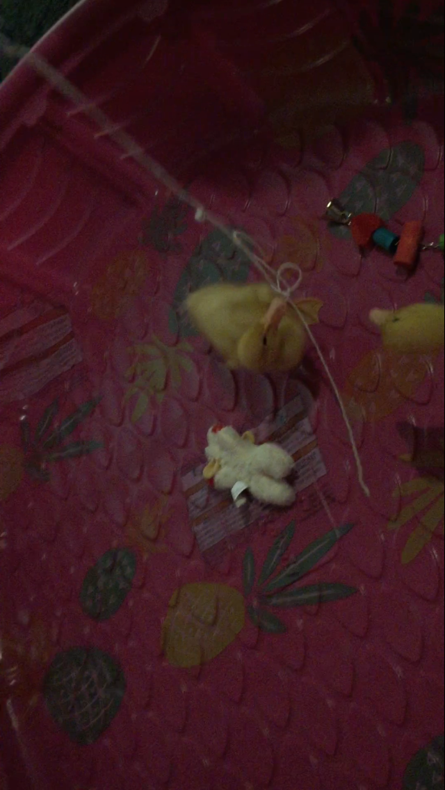 Daisy/Daffy <3