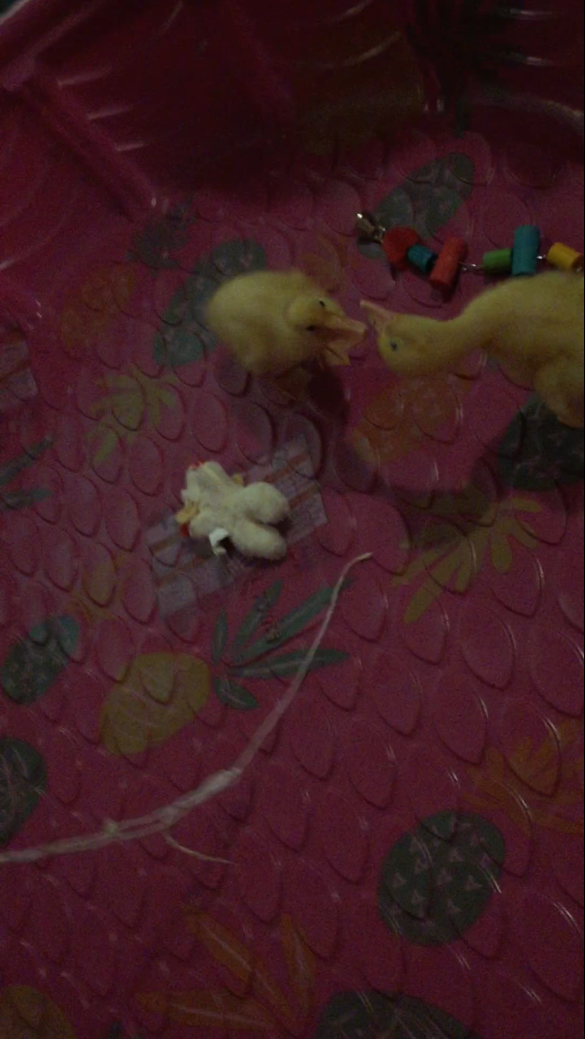Daisy/Daffy <3