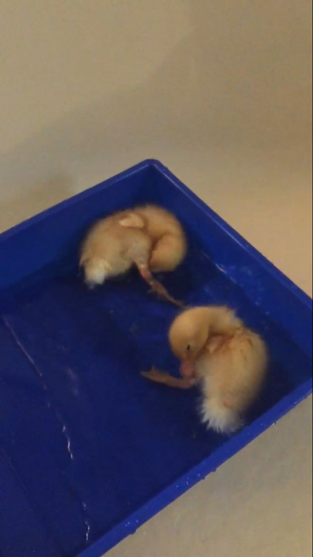 Daisy/Daffy <3