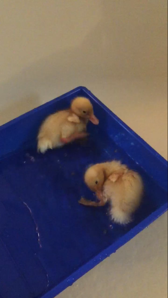 Daisy/Daffy <3
