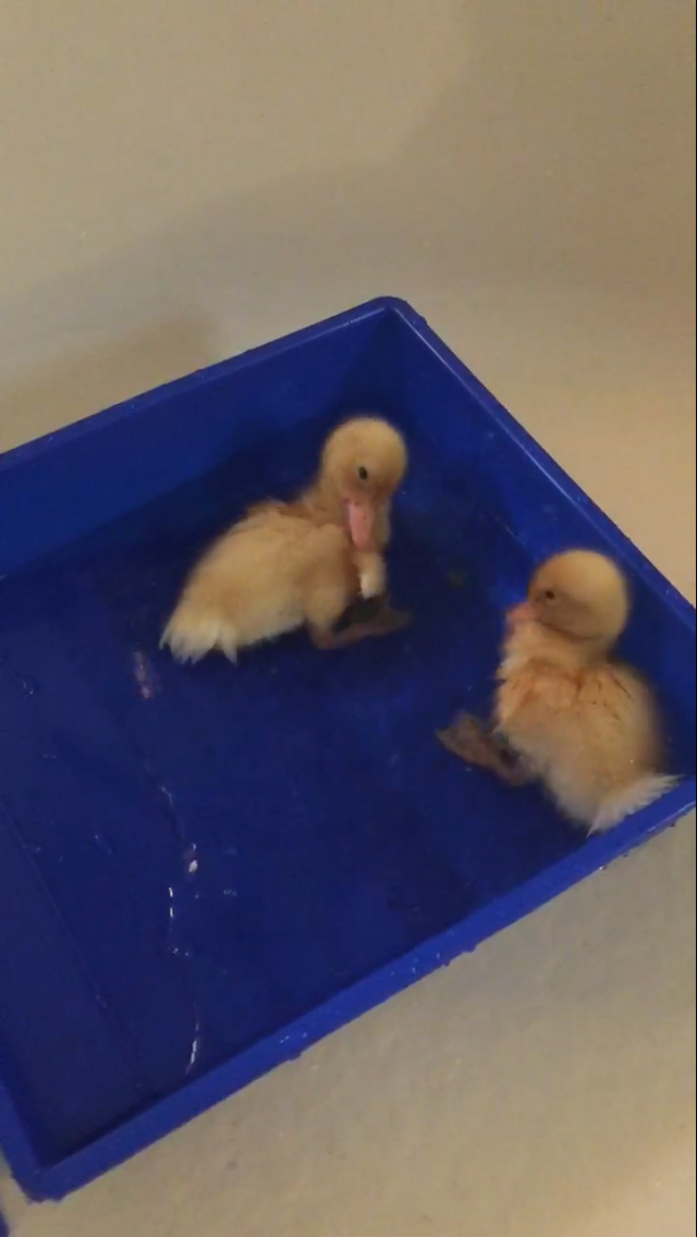 Daisy/Daffy <3