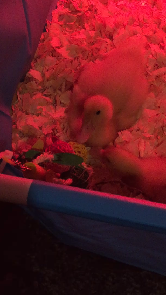 Daisy/Daffy <3