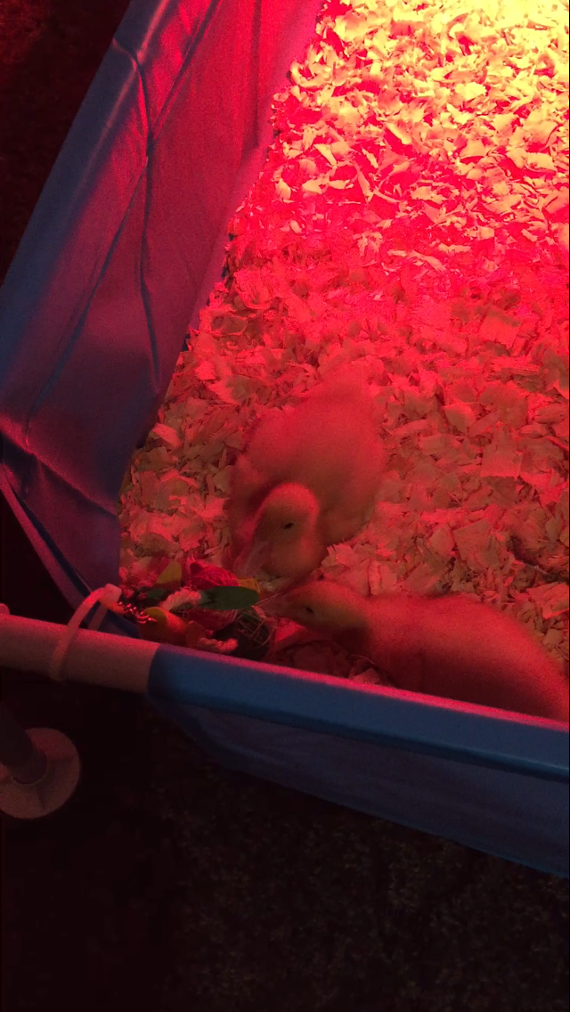 Daisy/Daffy <3