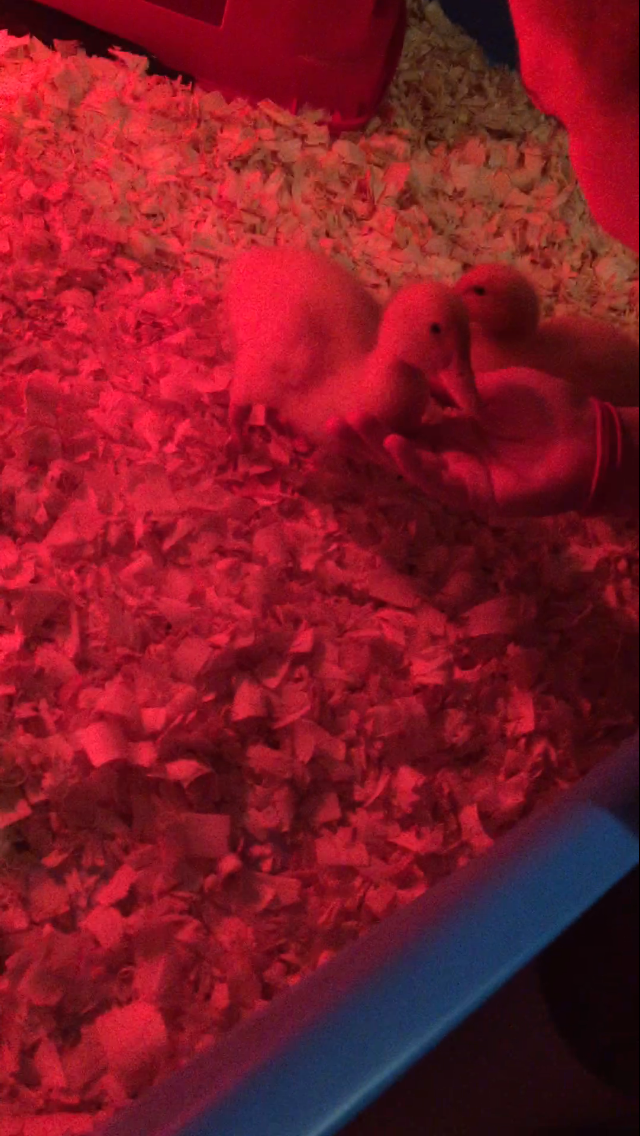 Daisy/Daffy <3