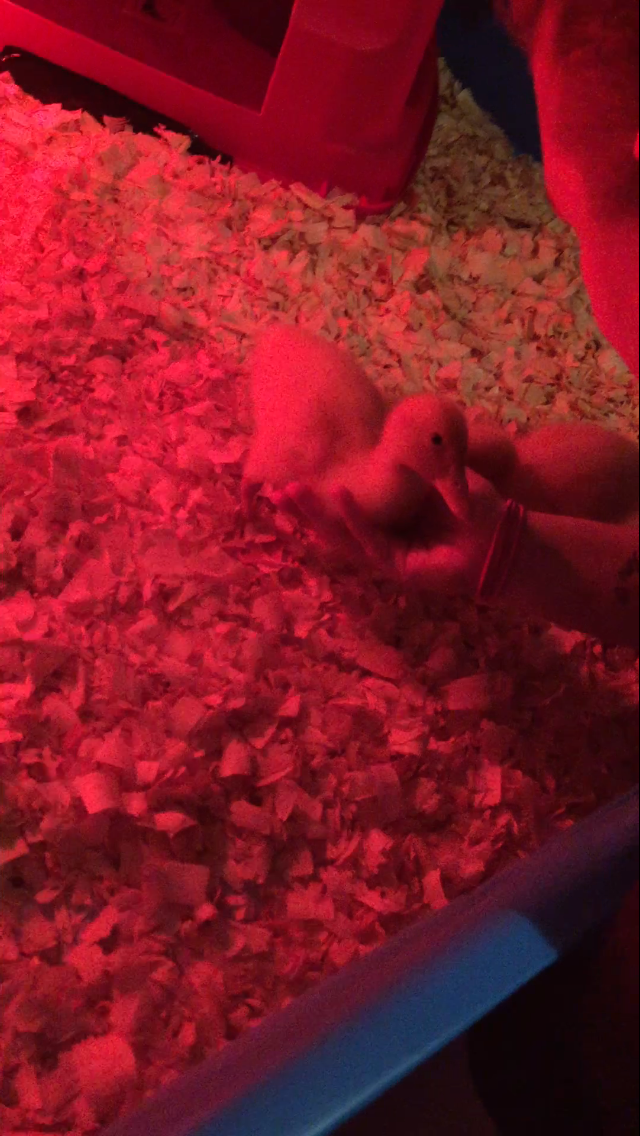 Daisy/Daffy <3