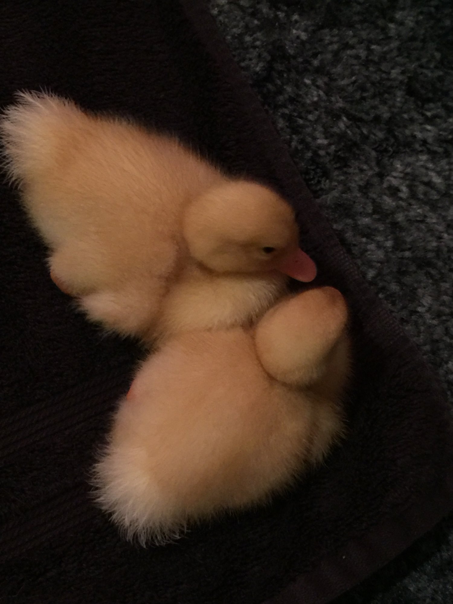Daisy/Daffy <3