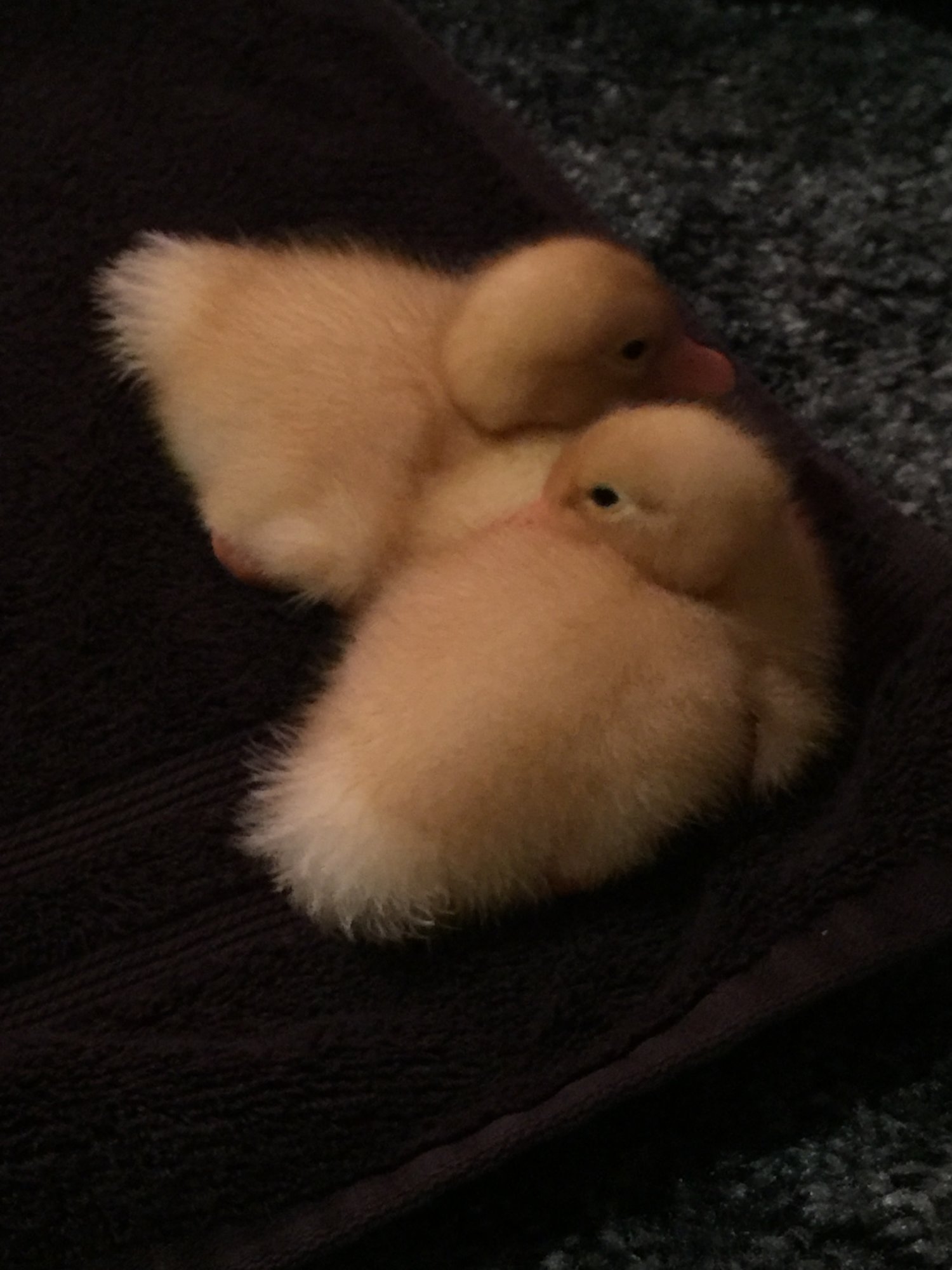 Daisy/Daffy <3