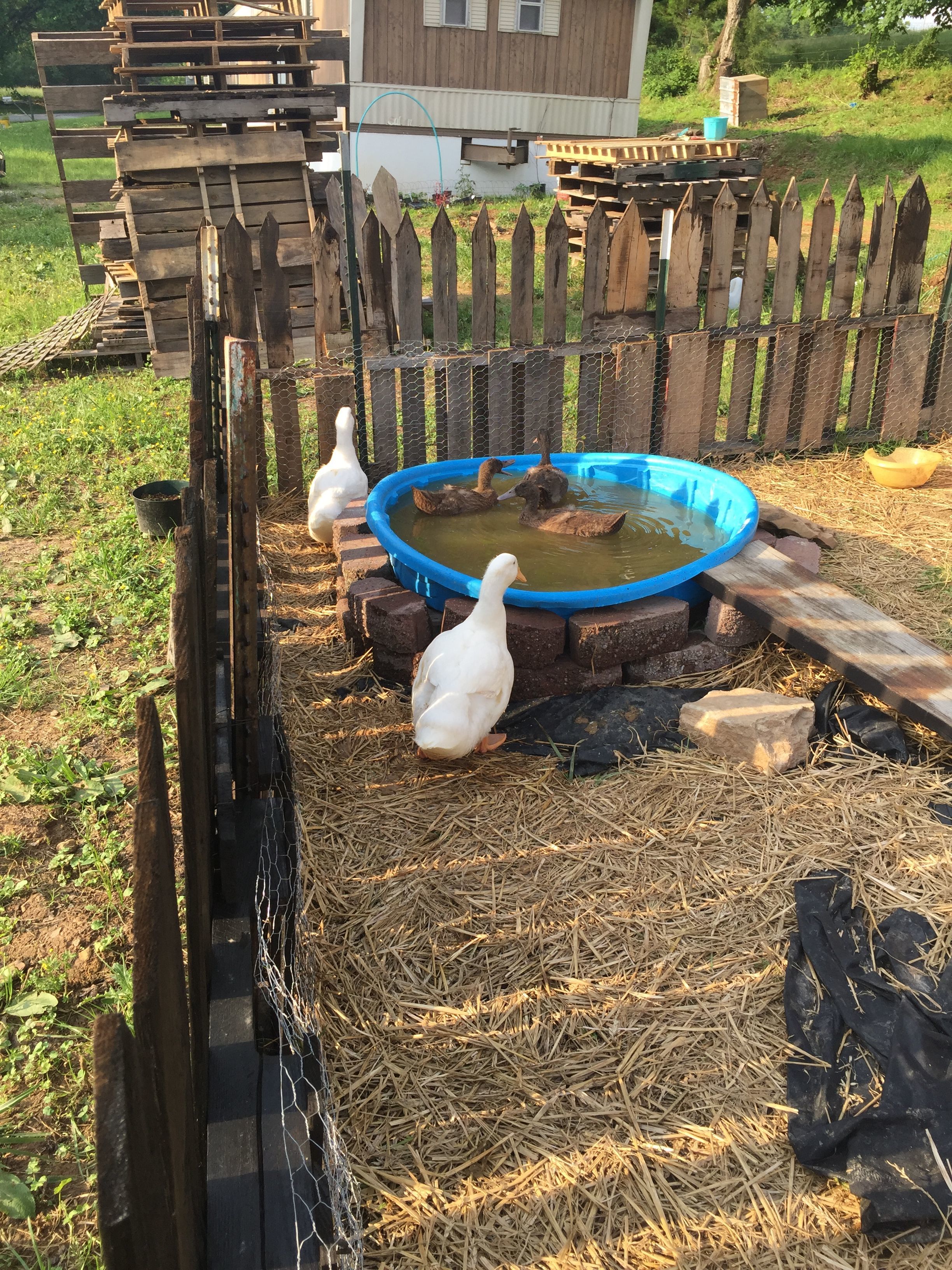 Daisy, Donald and our 3 KC enjoying their pool! (We sometimes call the 3 KC ducks Hewie, Dewie and Louie! We can't give them official names yet because we're just now starting to see signs of their genders)