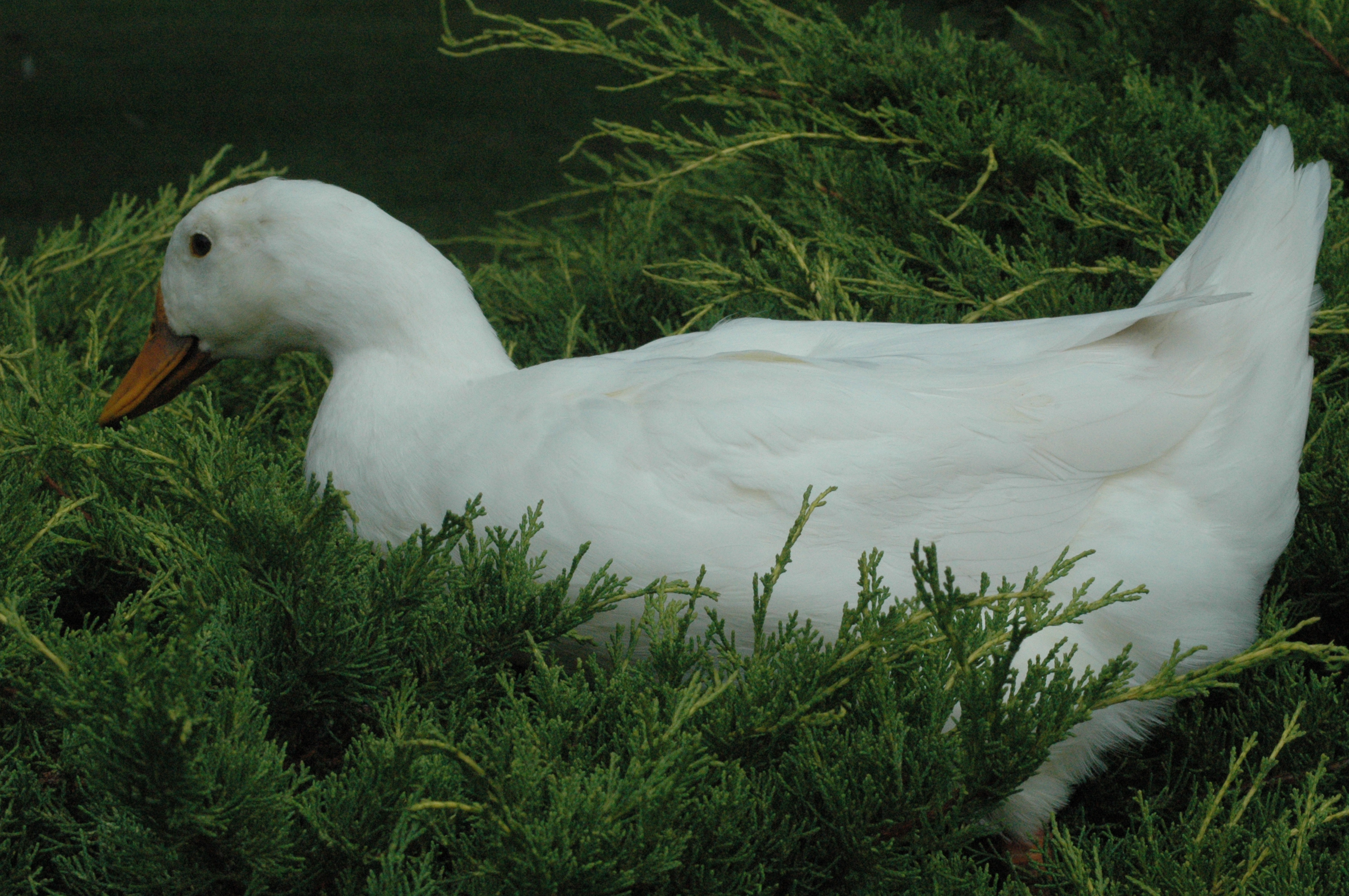 Daisy Duck's in the front Yew hedge