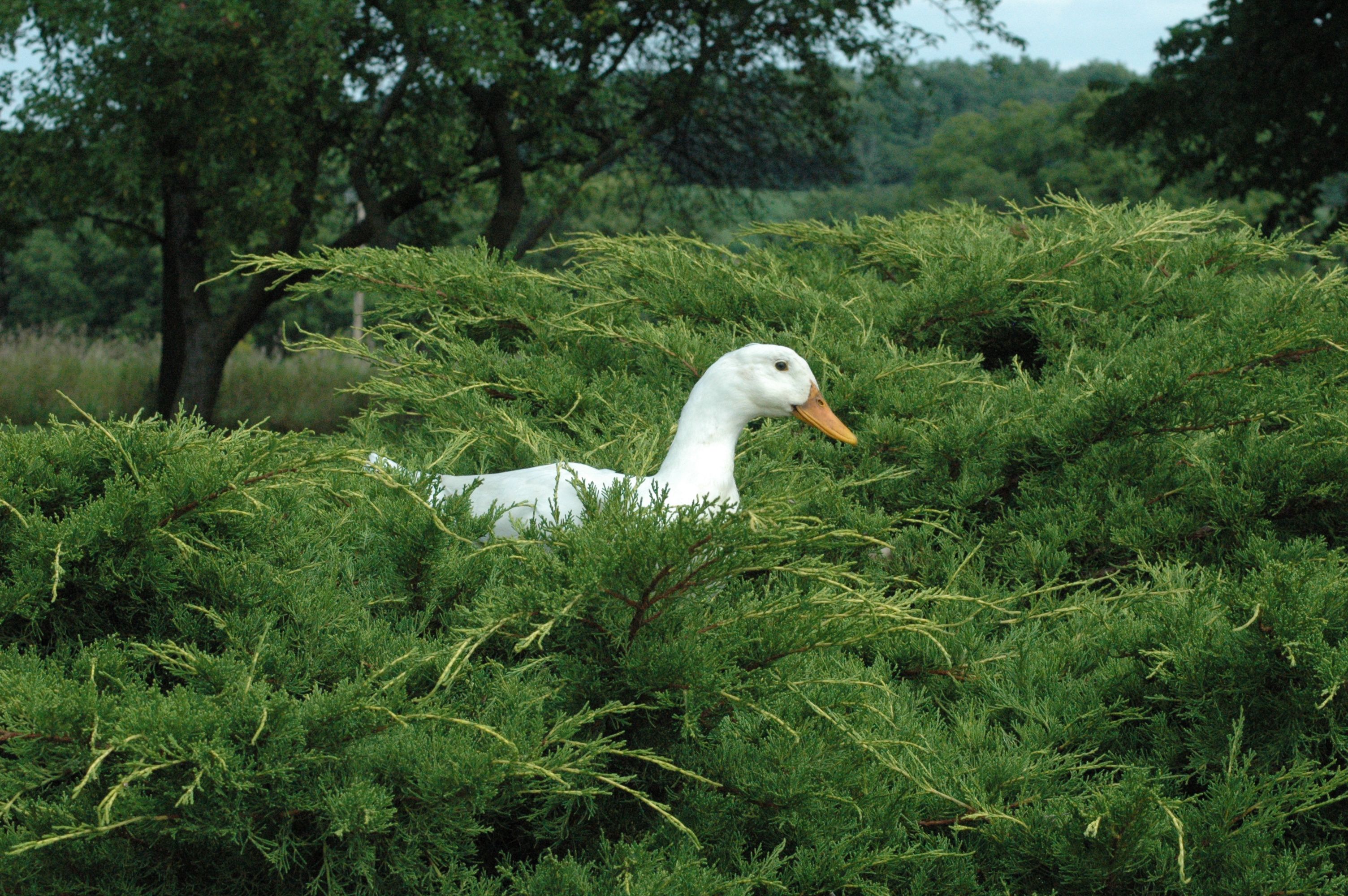 Daisy Duck's in the front Yew hedge
