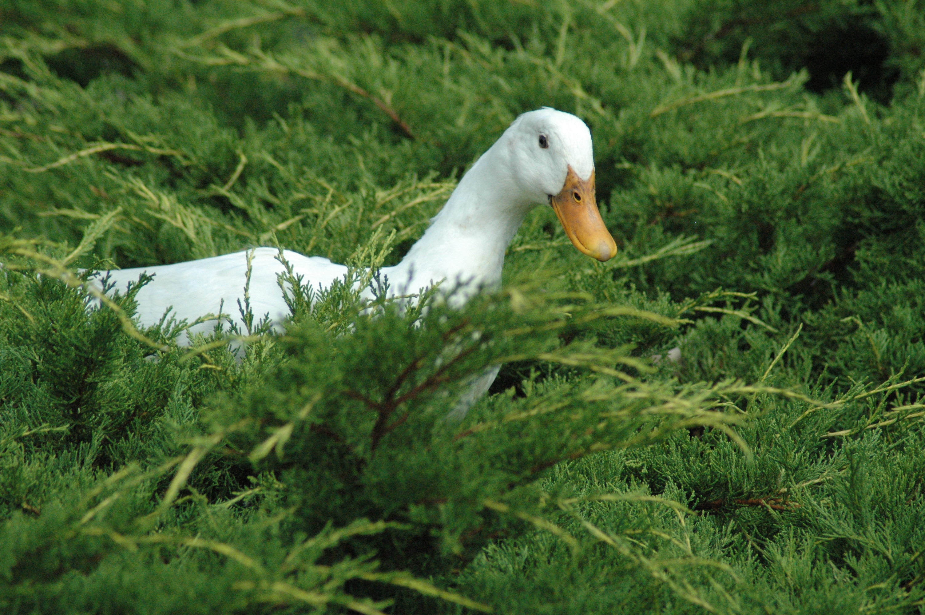 Daisy Duck's in the front Yew hedge