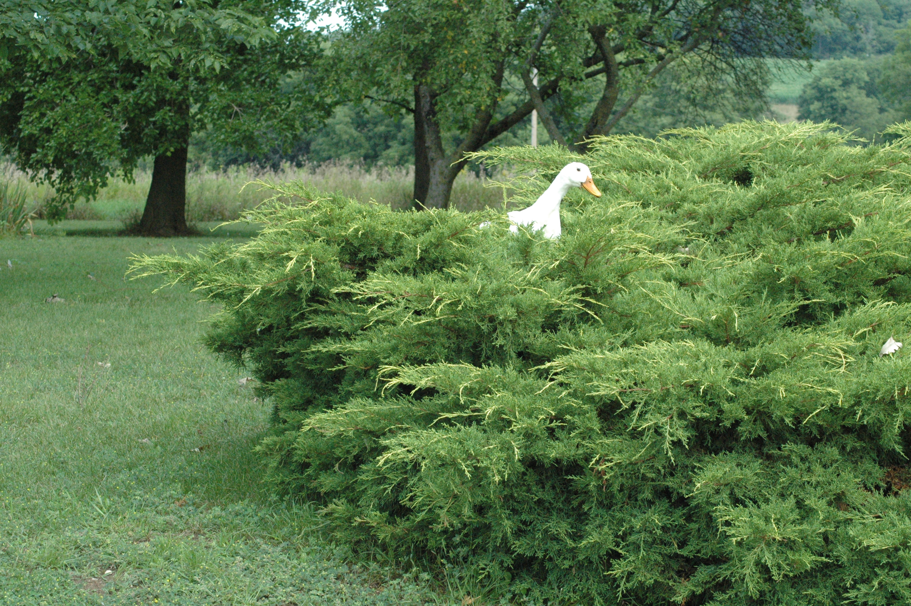 Daisy Duck's in the front Yew hedge
