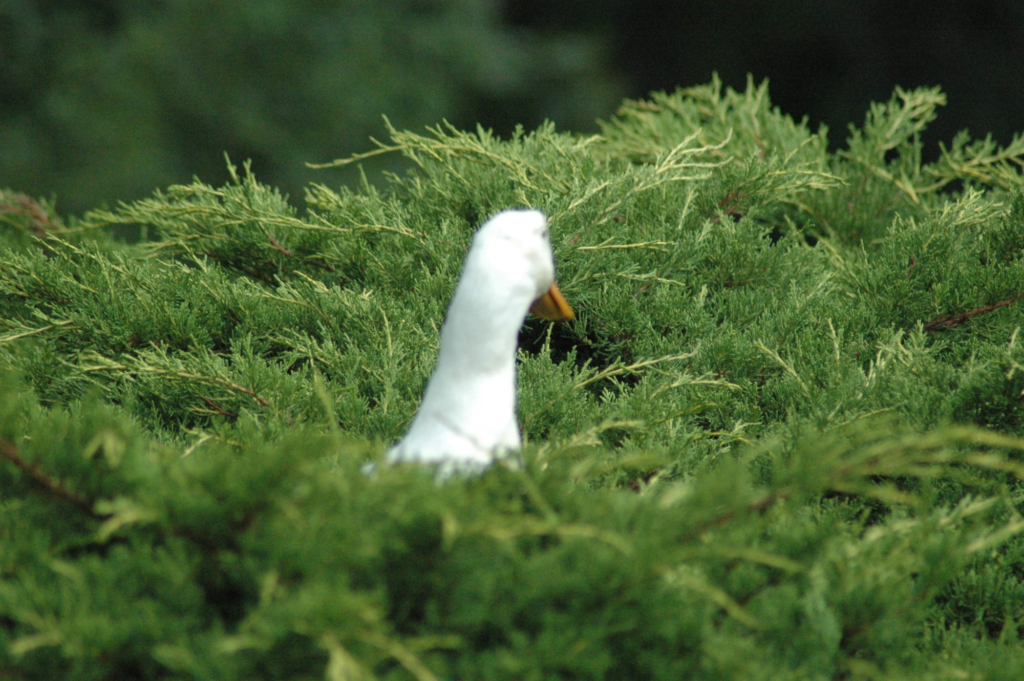 Daisy Duck's in the front Yew hedge