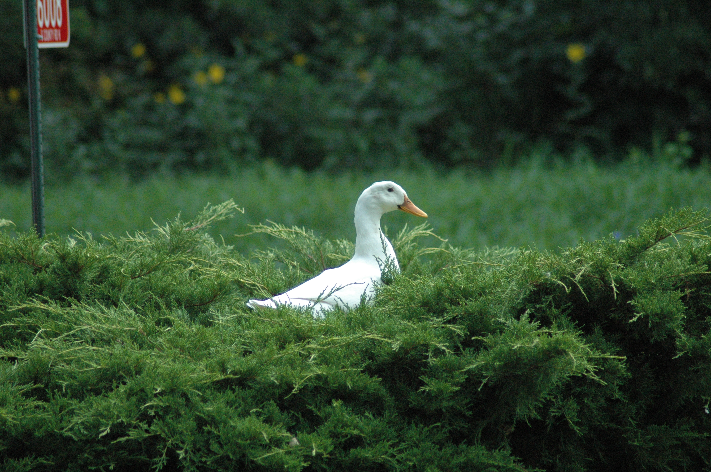 Daisy Duck's in the front Yew hedge