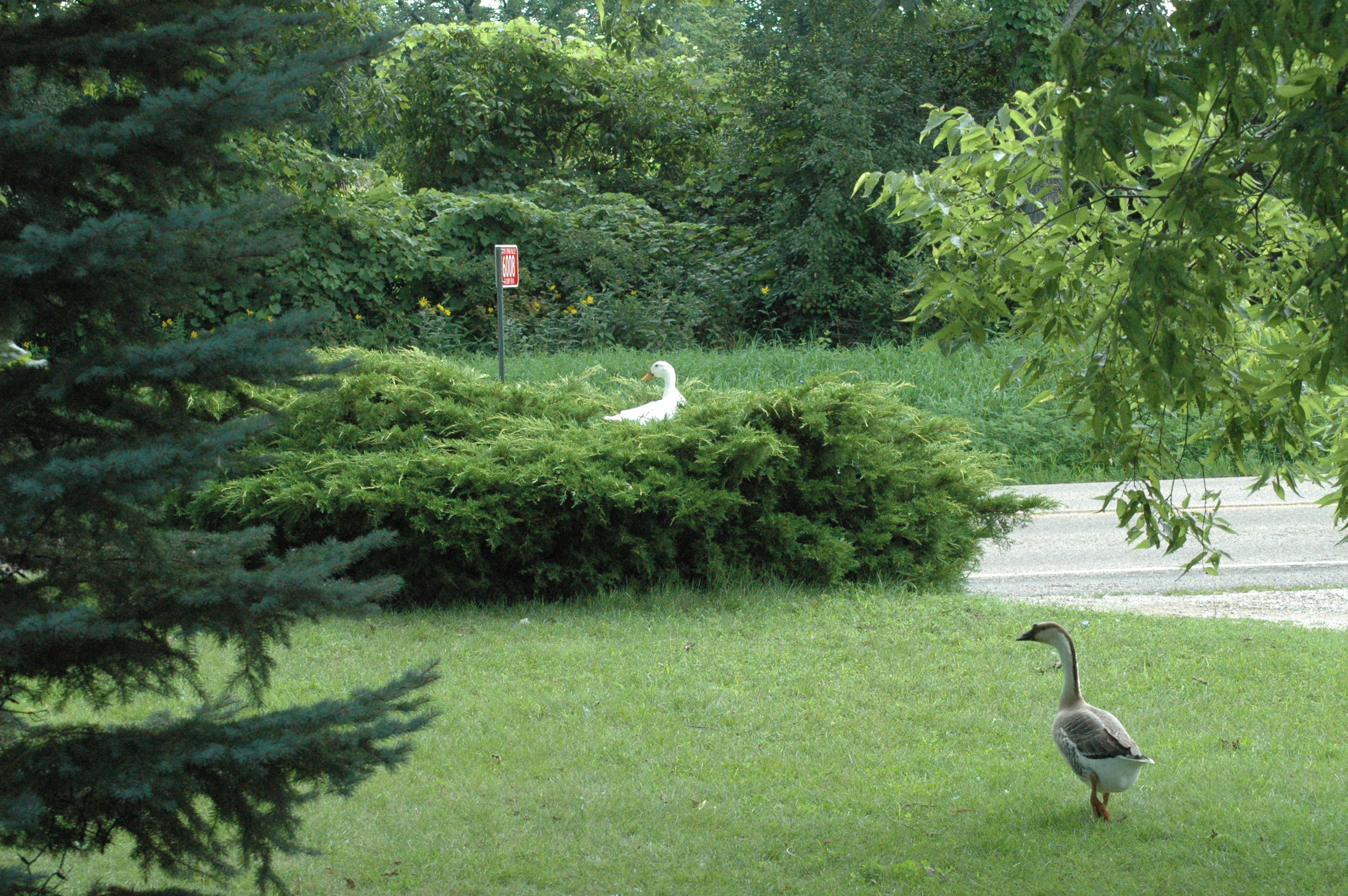 Daisy Duck's in the front Yew hedge