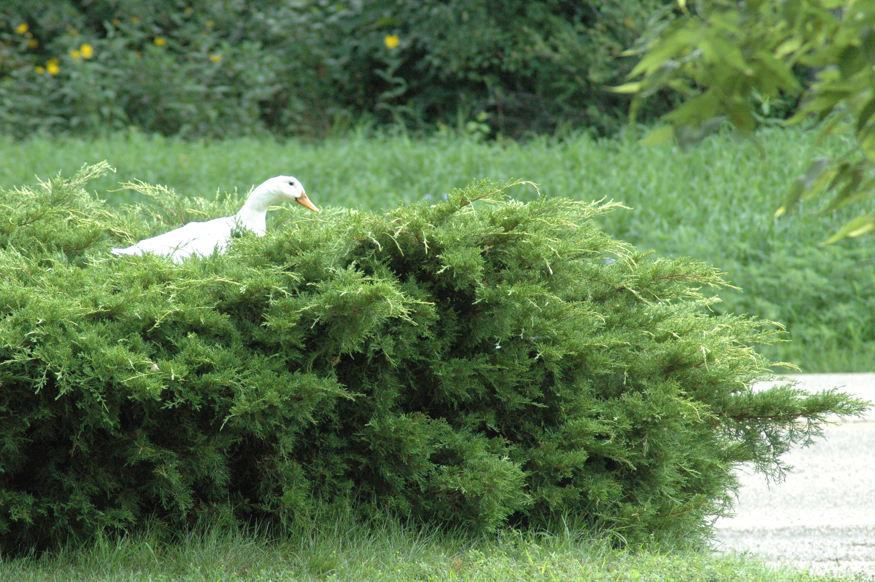 Daisy Duck's in the front Yew hedge