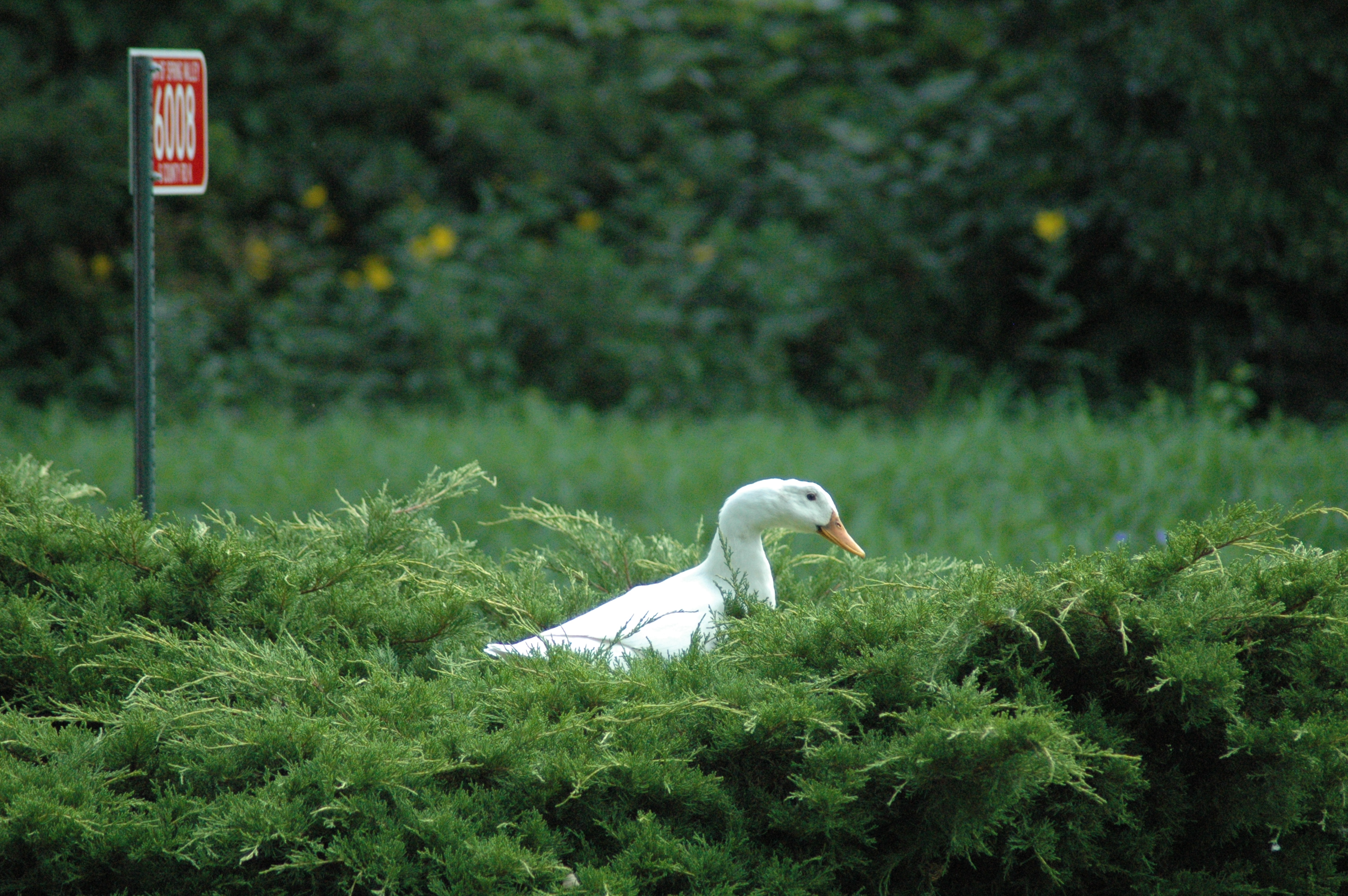 Daisy Duck's in the front Yew hedge