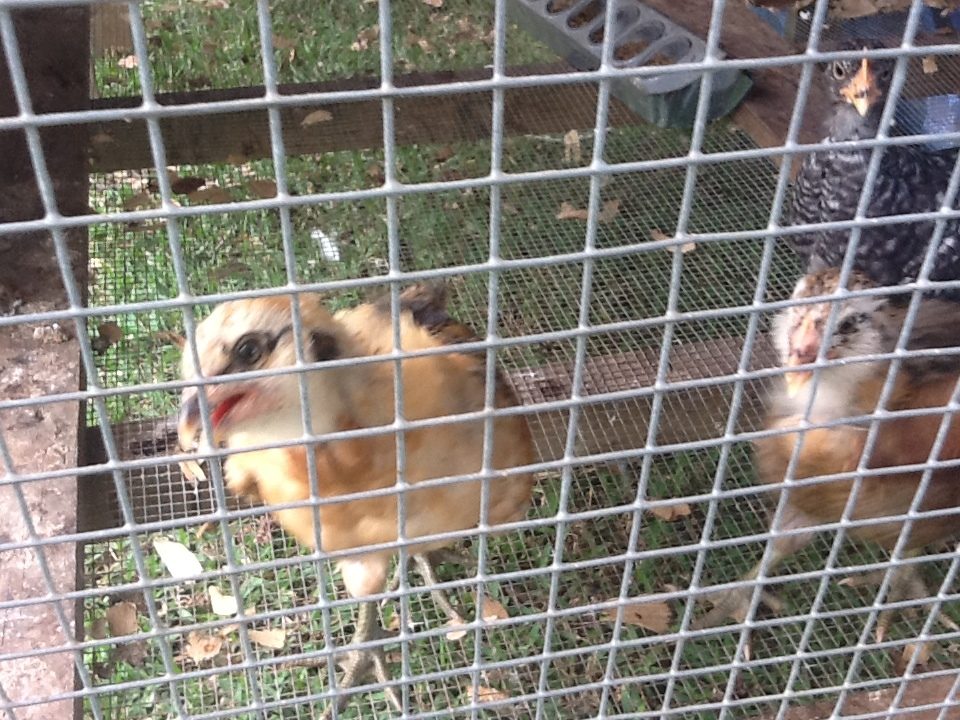 Daisy, Goofy with Matilda in the rear