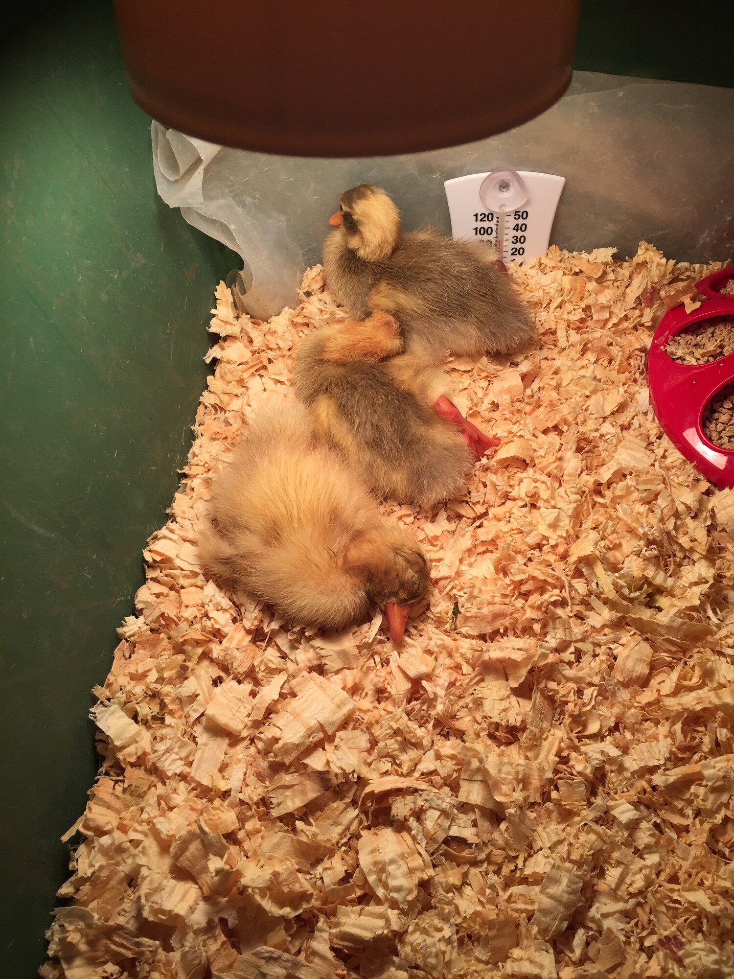 Daisy, Gracie and ?