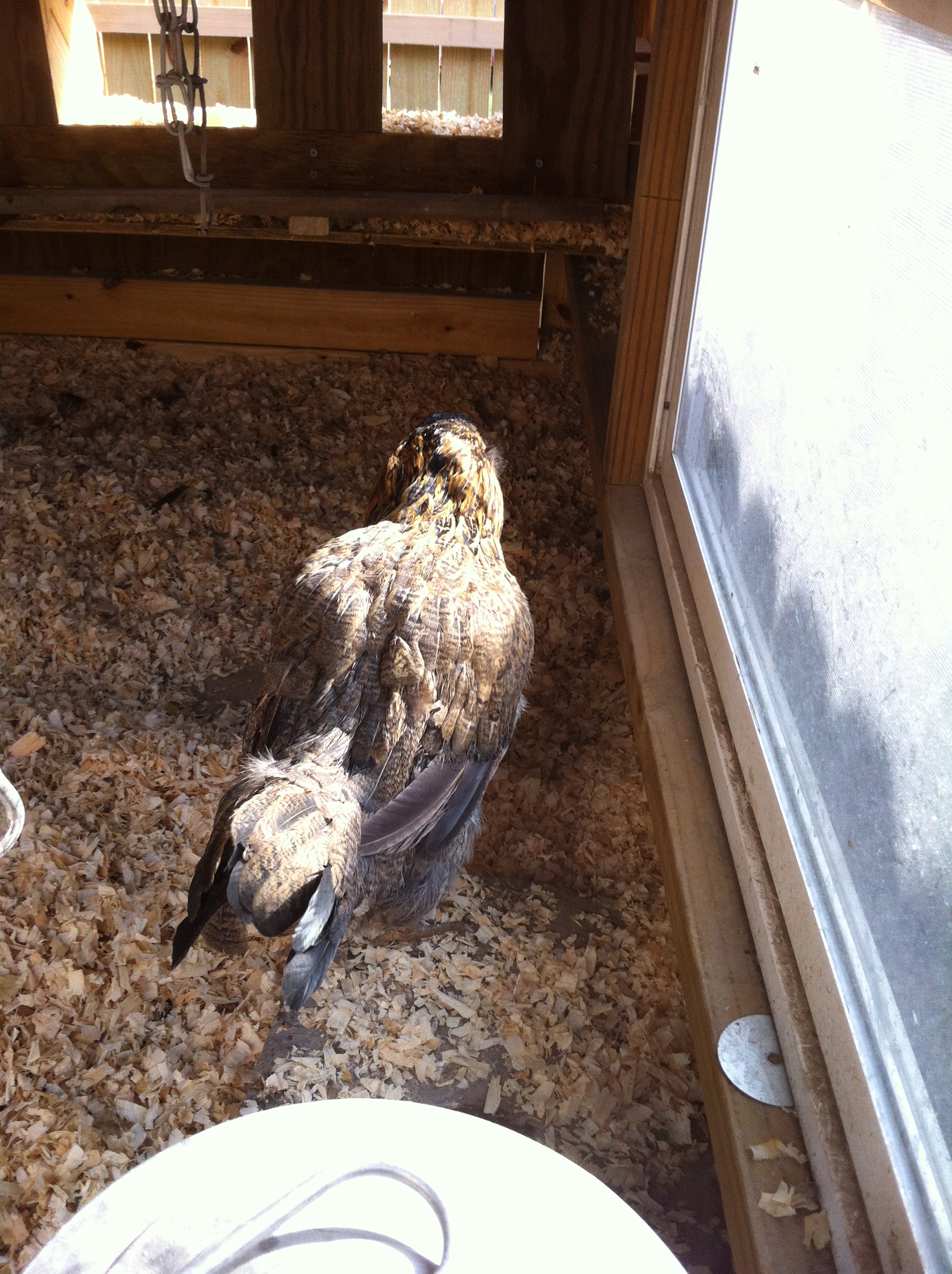 Daisy healed with new feathers