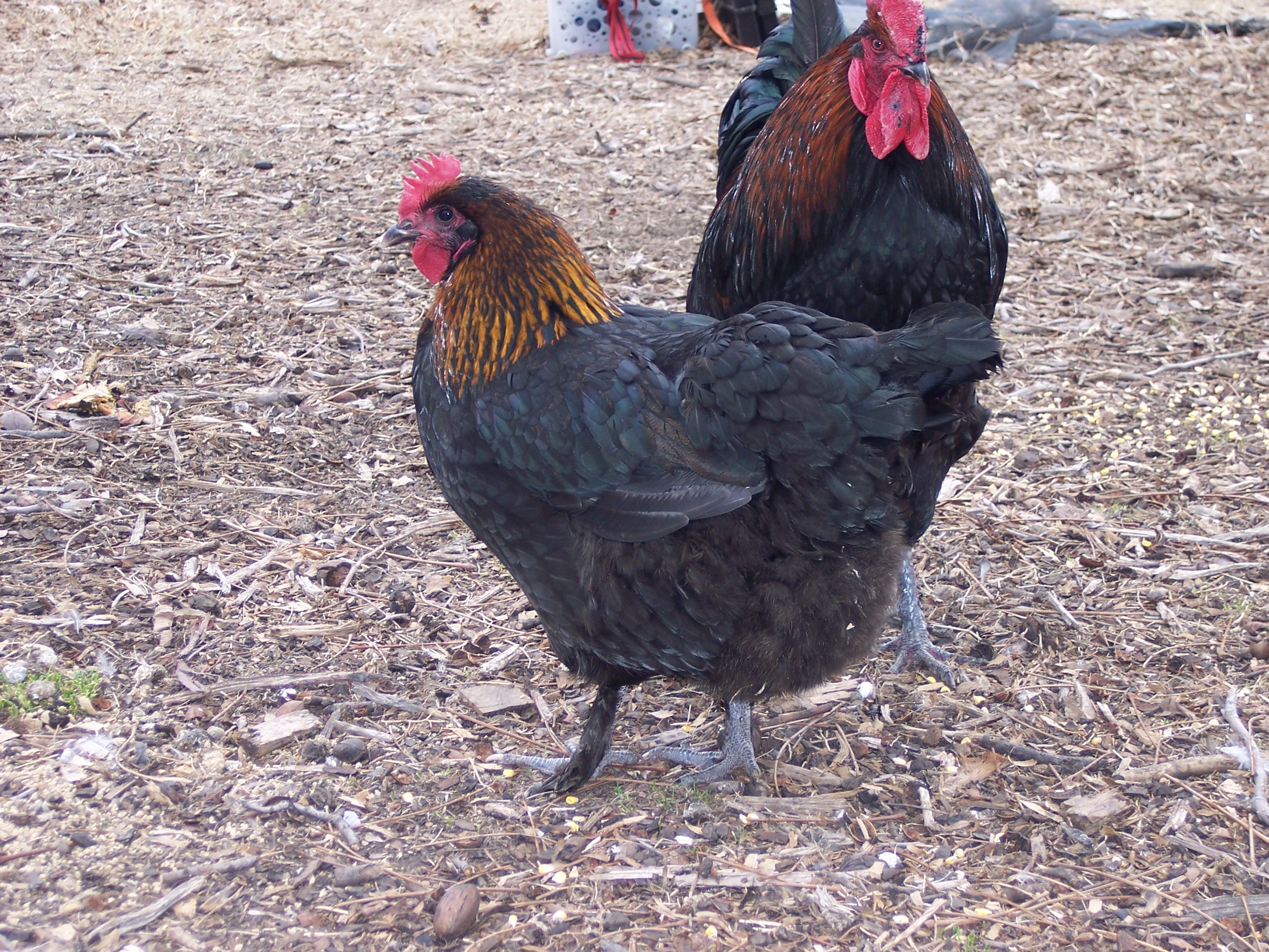 Daisy, hen.