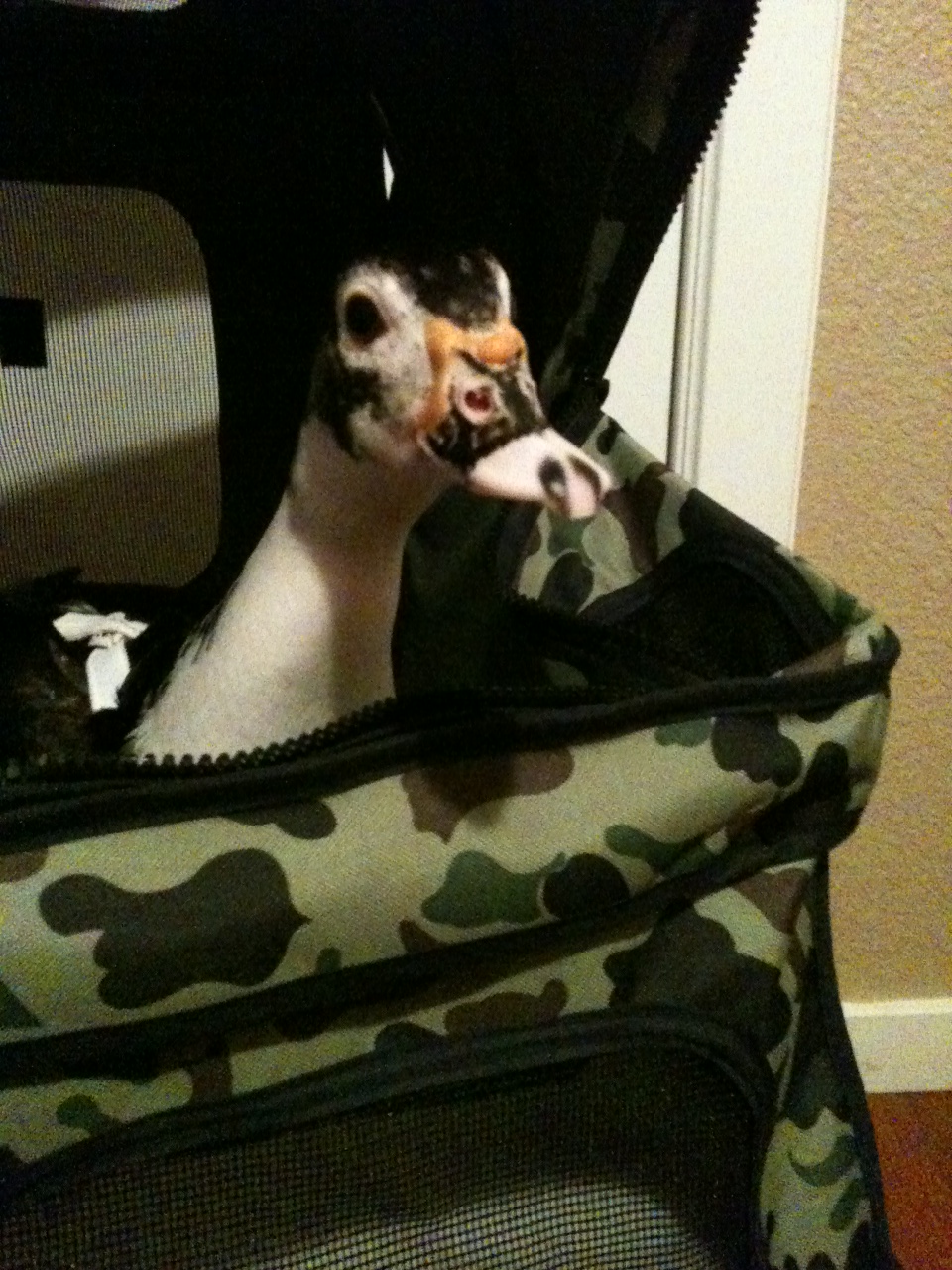 Daisy in her new stroller