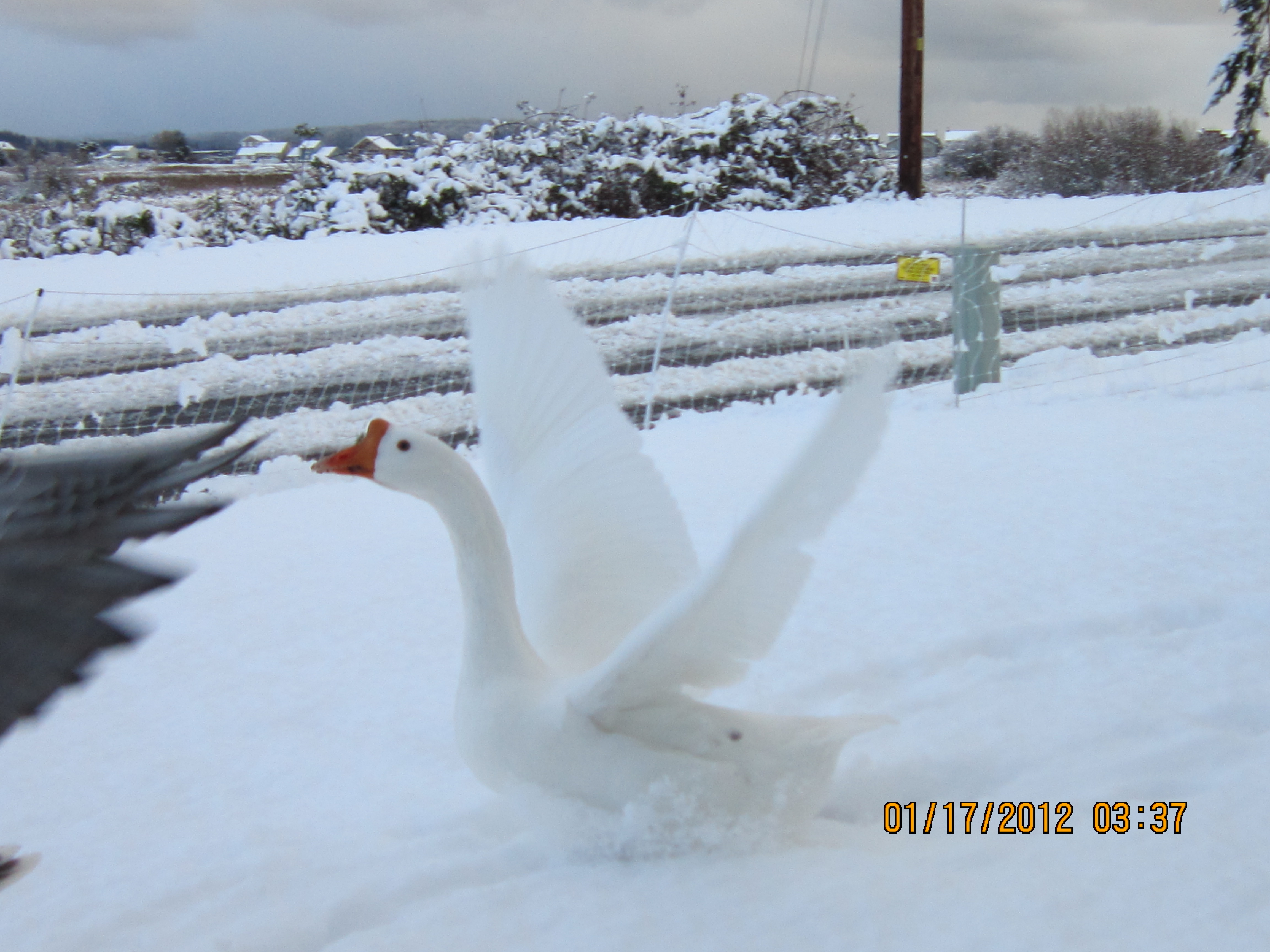 Daisy in the snow (Pilgrim to her left there)