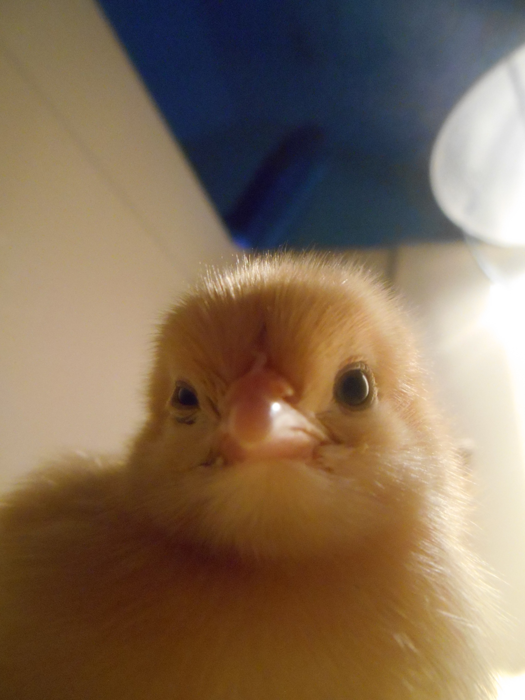 Daisy is looking at the camera!