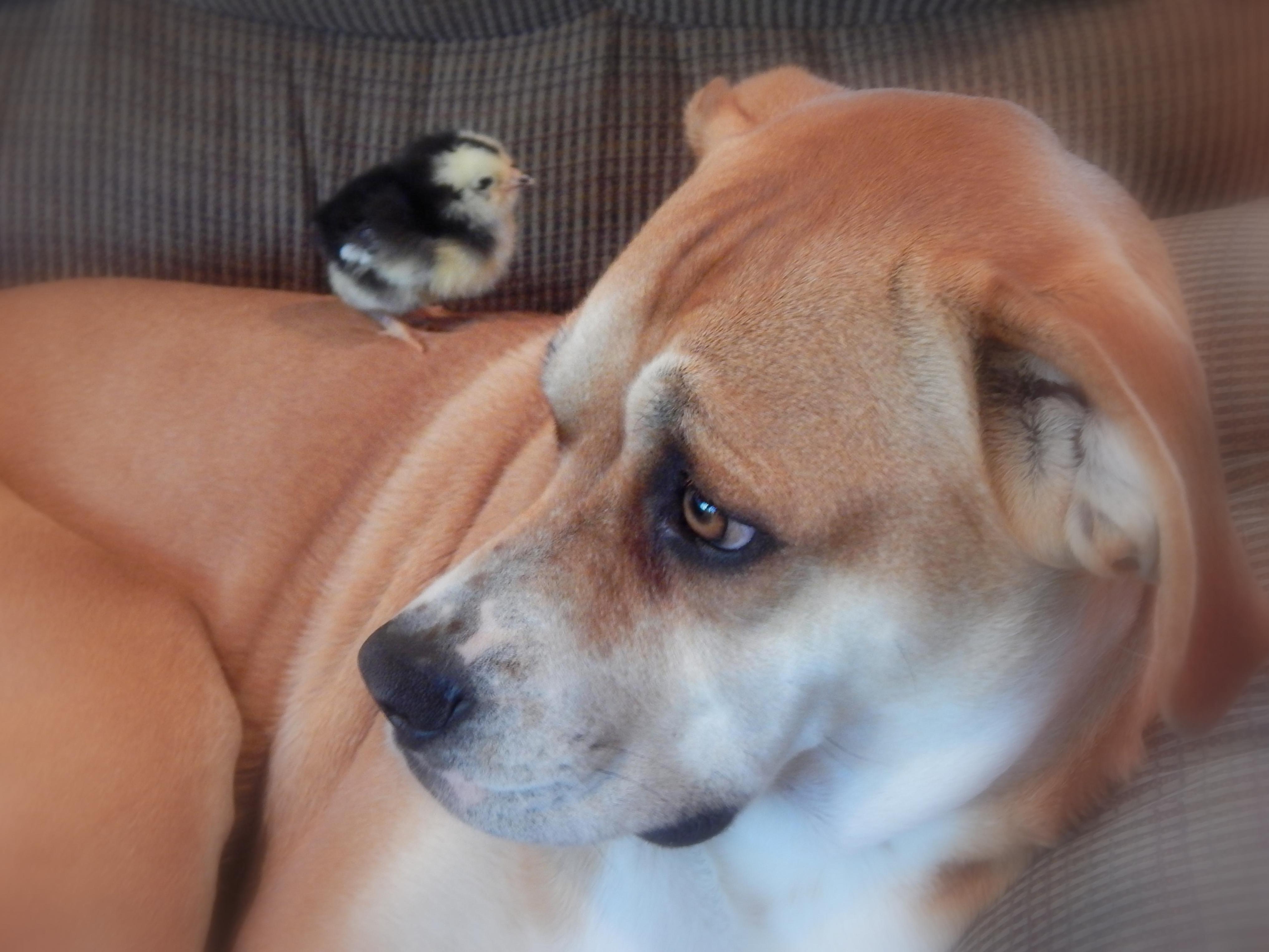 Daisy is not so sure this is  a good idea (she was right, the little fuzzball pooped on the big fuzzball just after this was taken)