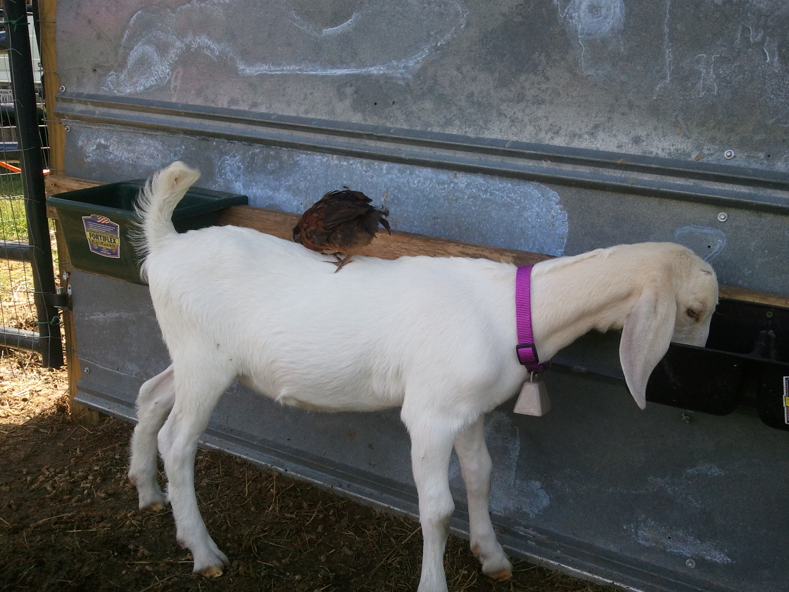 Daisy Mae and baby chick