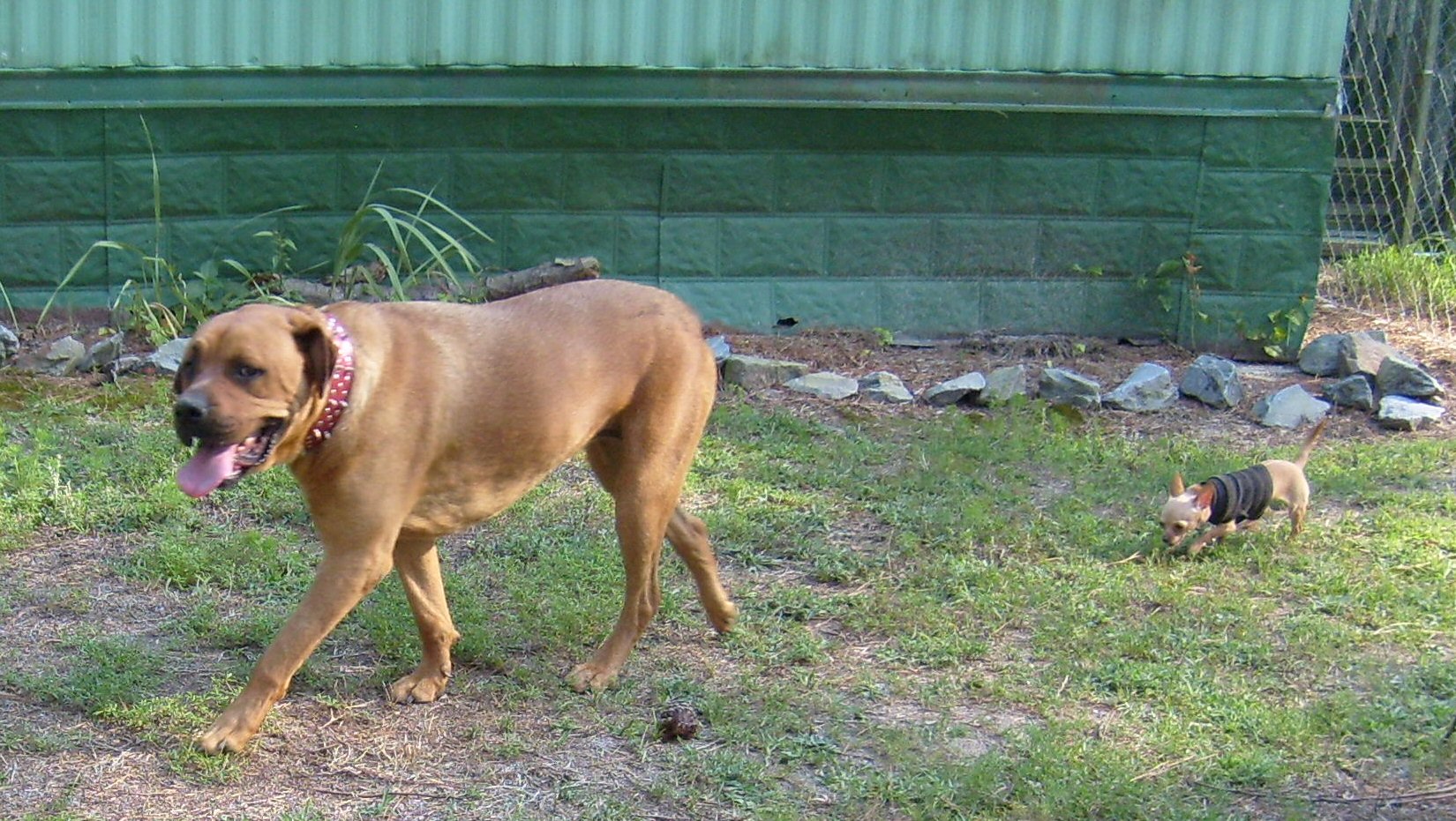 Daisy Mae & Buttercup.