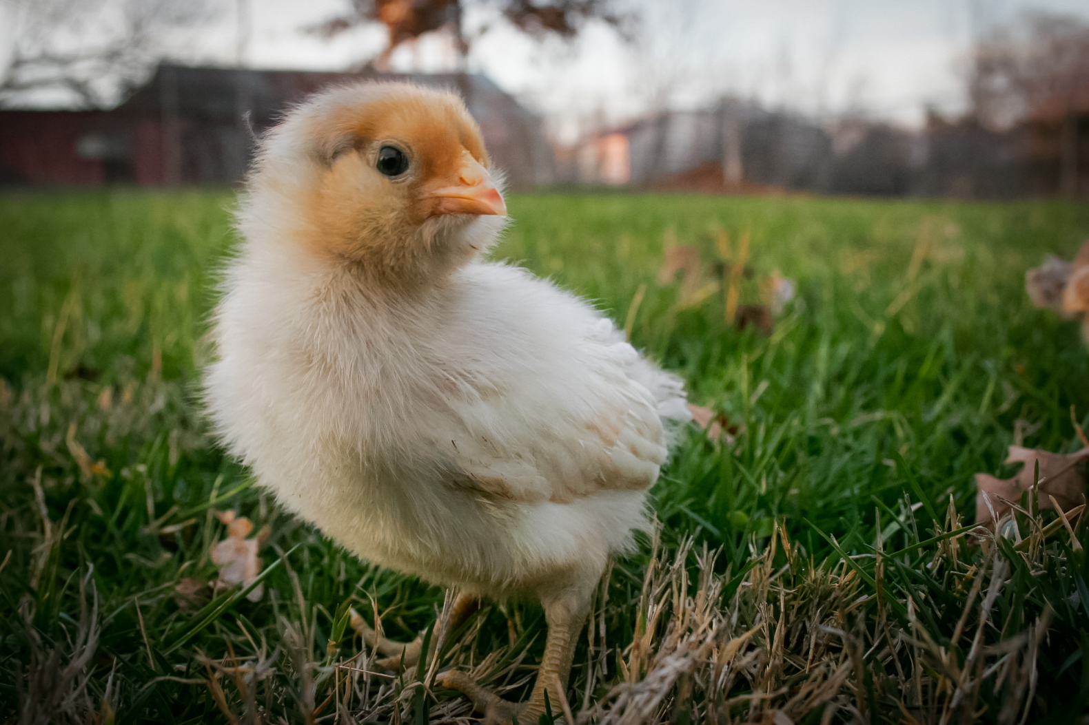 Daisy my adventurer (10 days old)