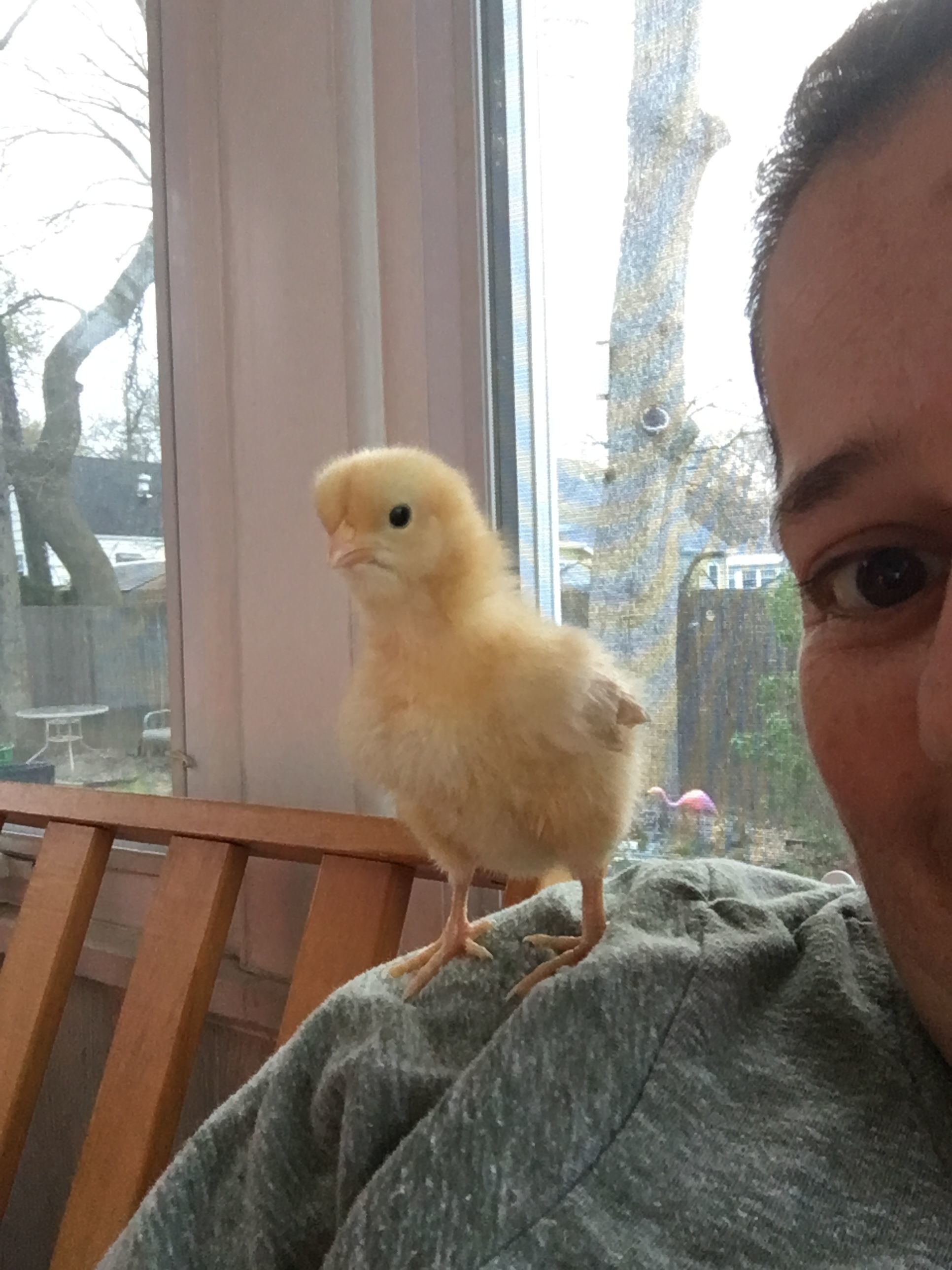 Daisy my buff Orpington chick