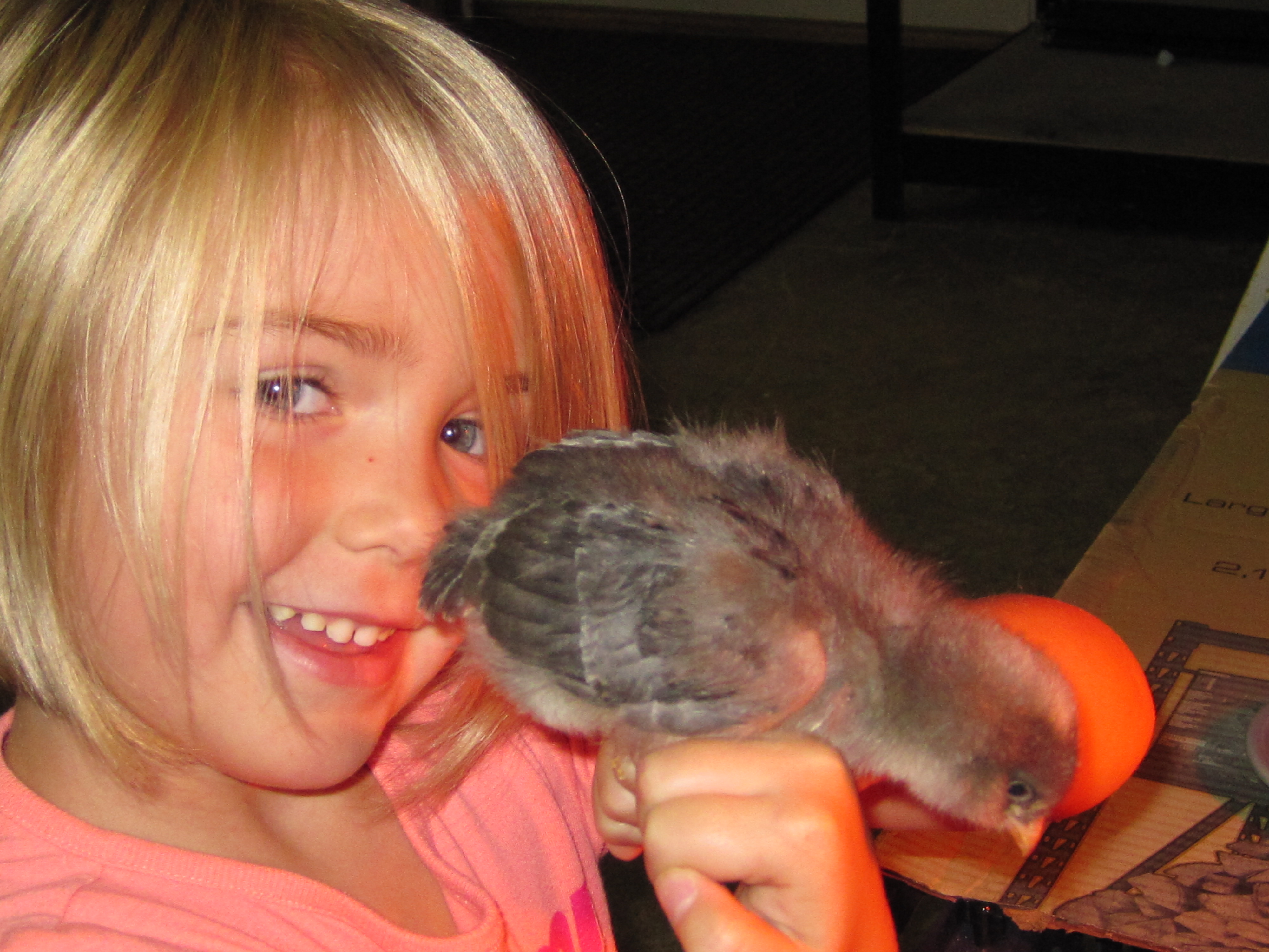 Daisy our fluffy gray EE at 3 weeks