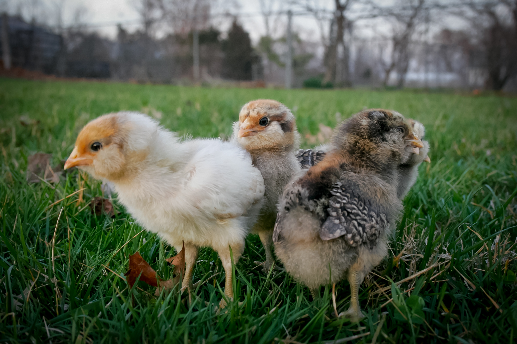 Daisy, Penny, Penelope. (10 days old)