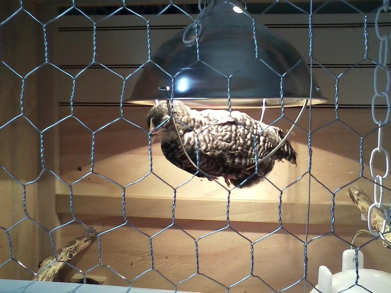 Daisy perching in the heat lamp!