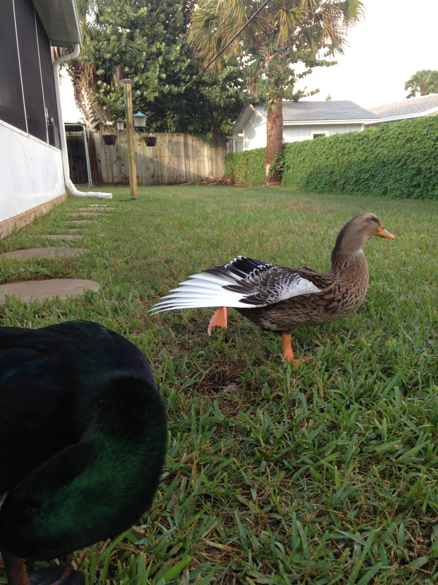 Daisy practicing some yoga!