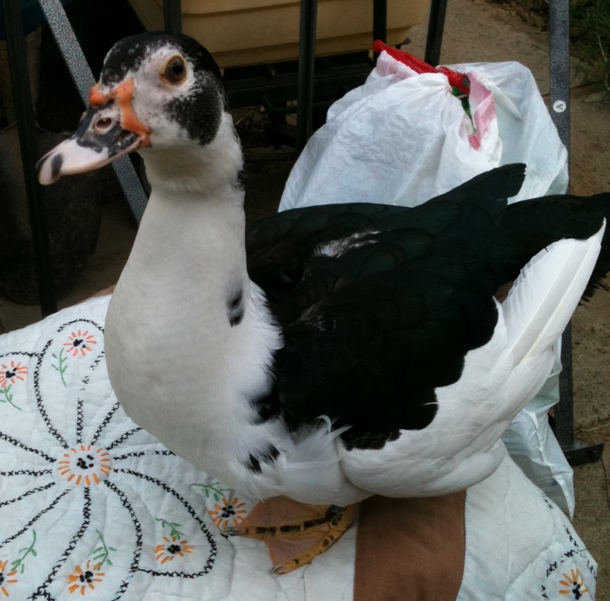 Daisy pretending she's a "real" duck outside