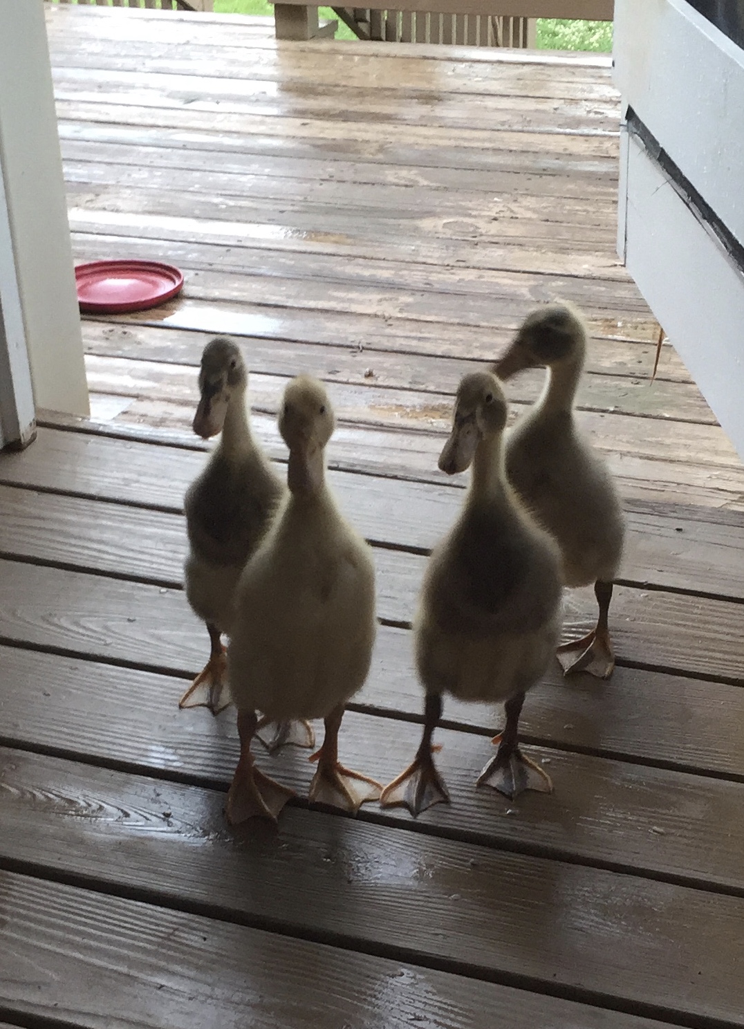 Daisy, Ranger, Spot and Gracie