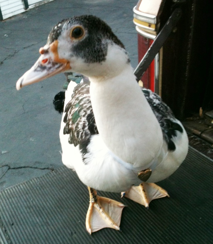 Daisy showing off