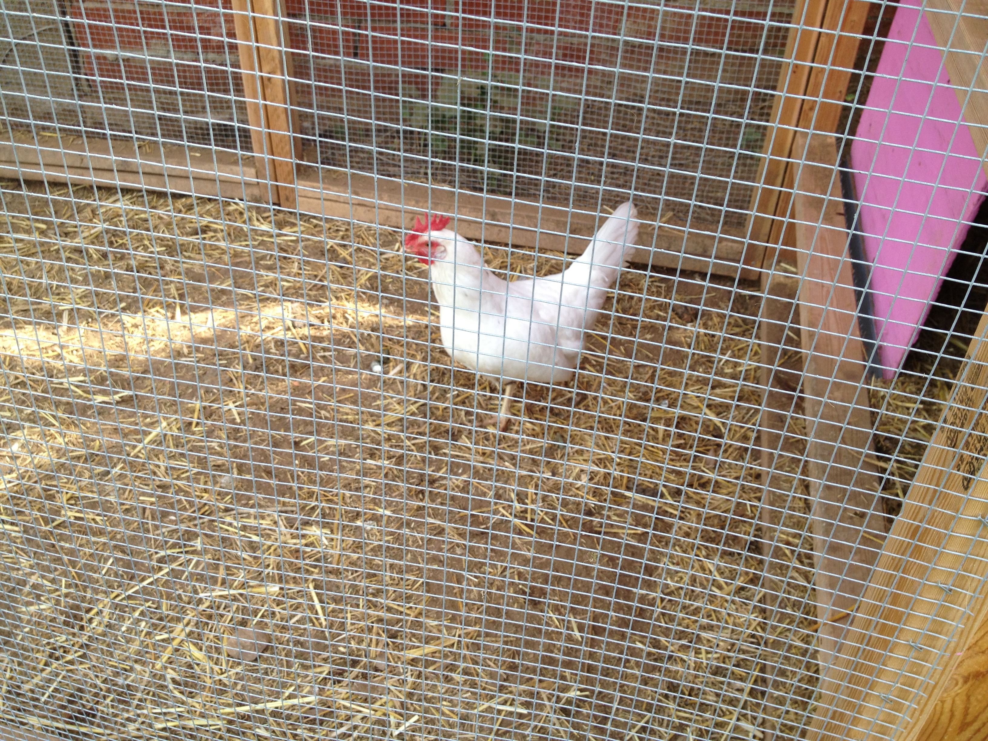 Daisy, the California Leghorn