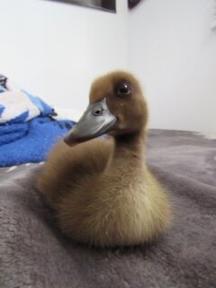 Daisy the chocolate Indian Runner duckling